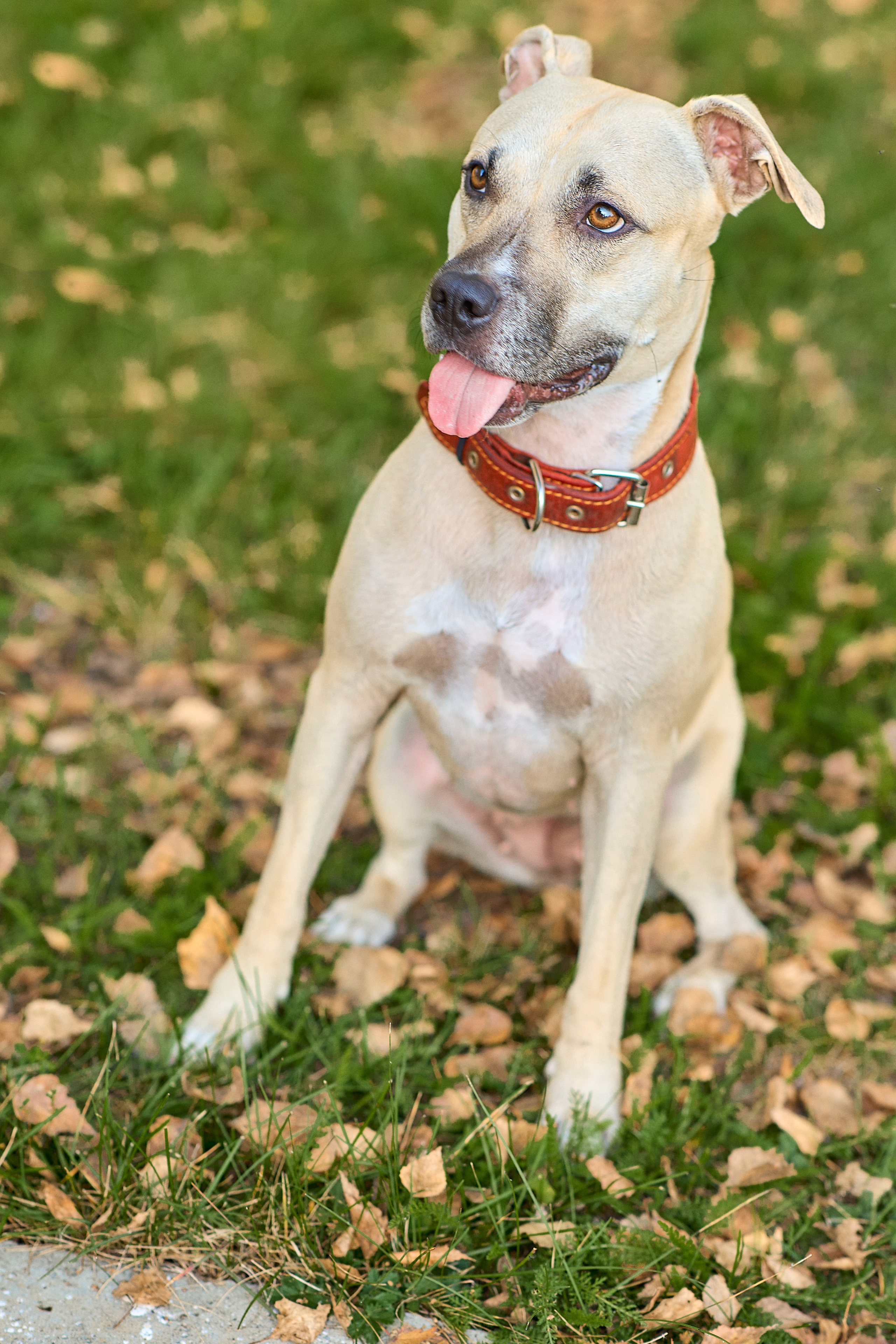 Умнейшая собака Зелла. Любовь Гальцова — свадебный, семейный, детский фотограф в городе Кемерово и Кемеровской области