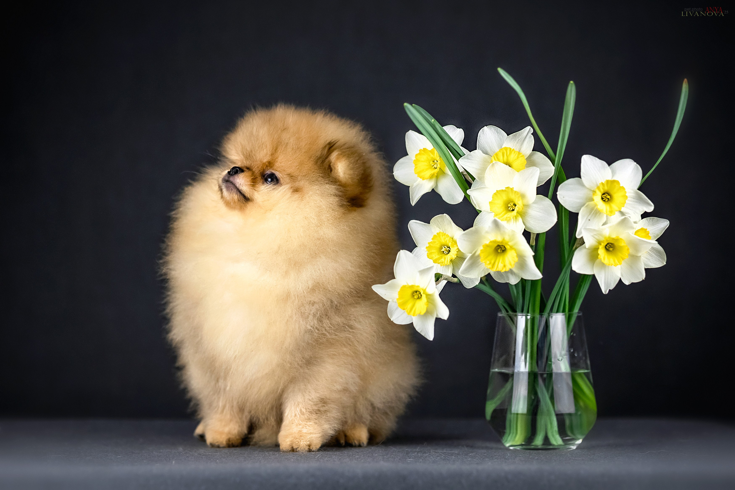 Шпицы. Фотограф анималист Аня Ливанова | Рыбинск