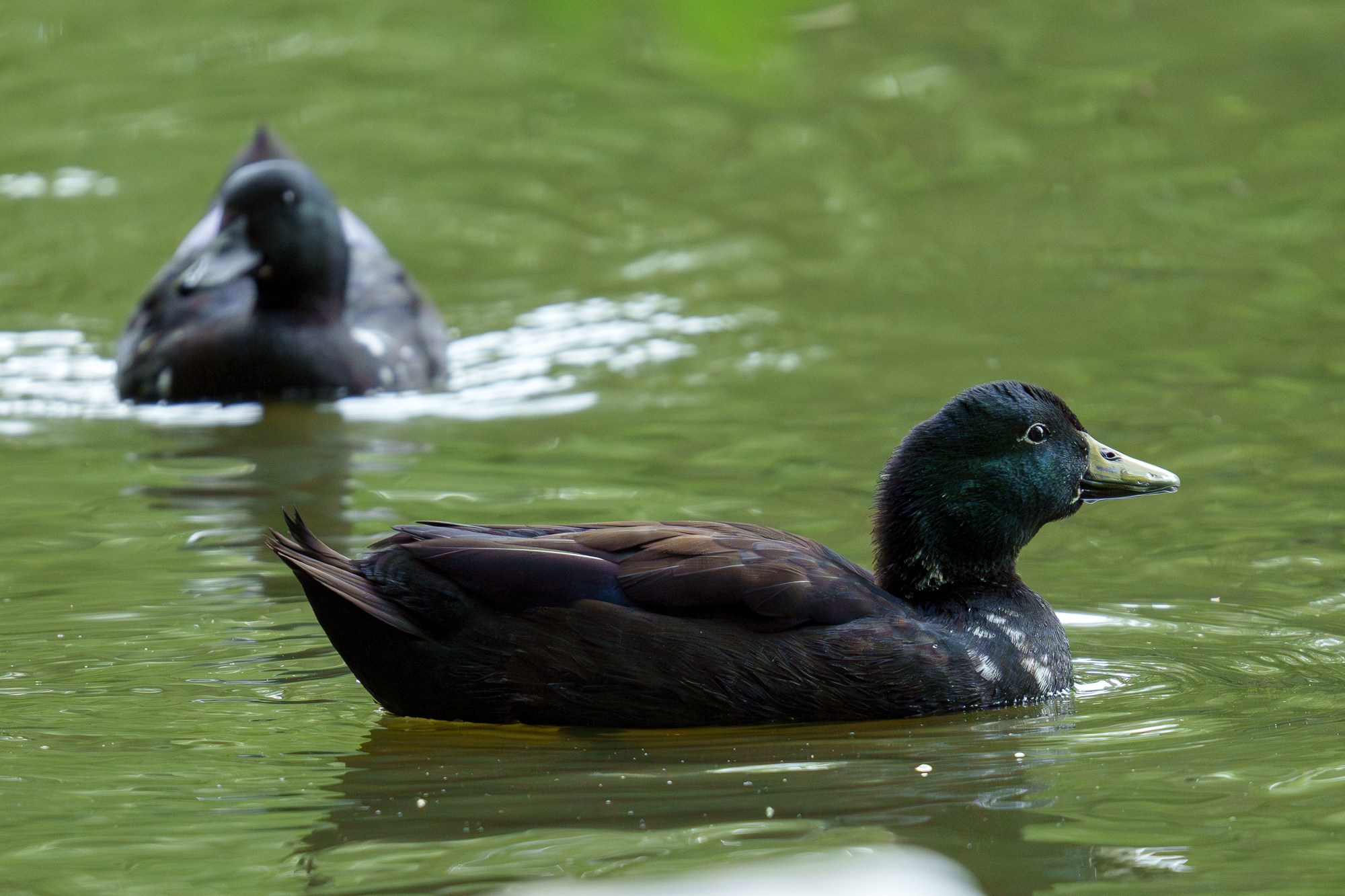 Удивительные мир птиц. Вокруг нас столько прекрасного — присмотритесь!. Ваш личный фотограф Марина Волкова