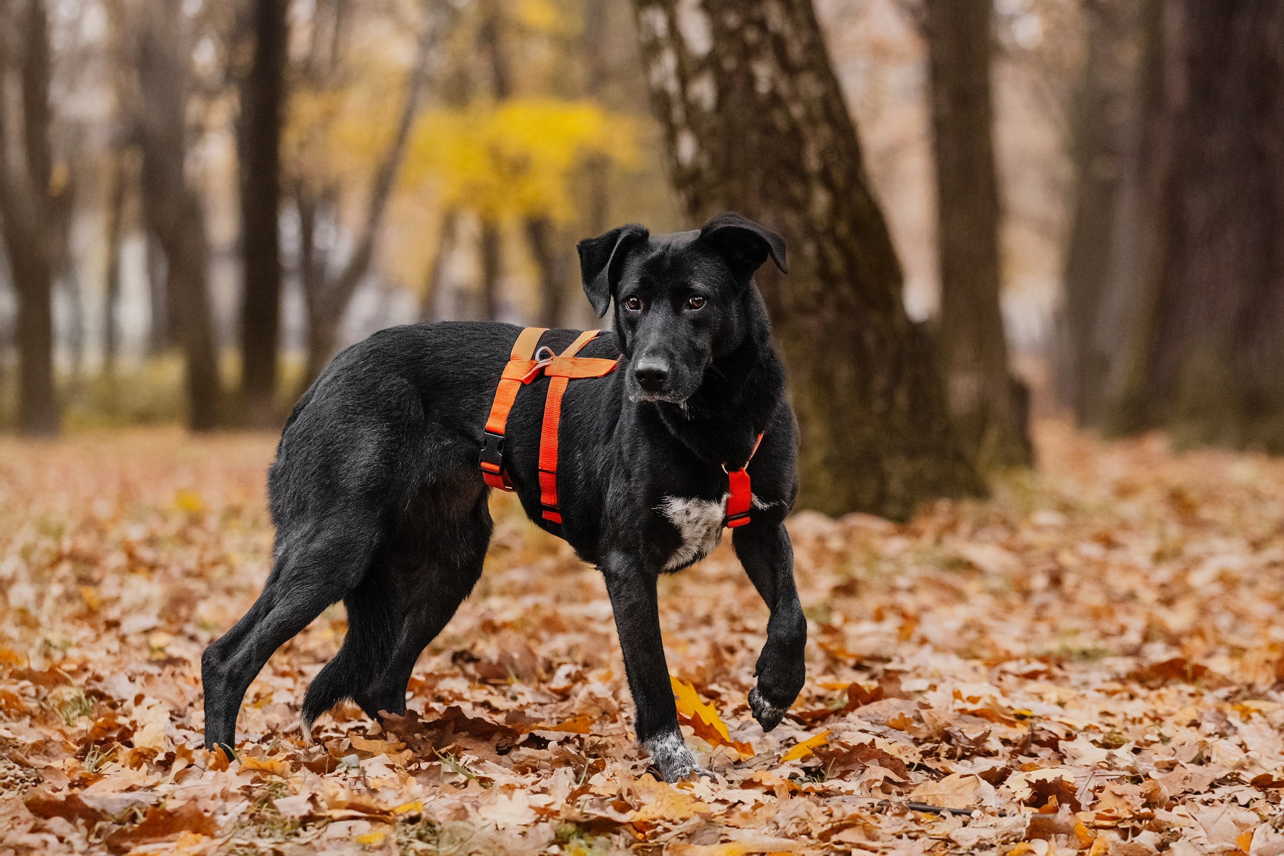 Собаки из приюта Дубовая роща осень 2025. Фотограф-анималист Татьяна Степанова