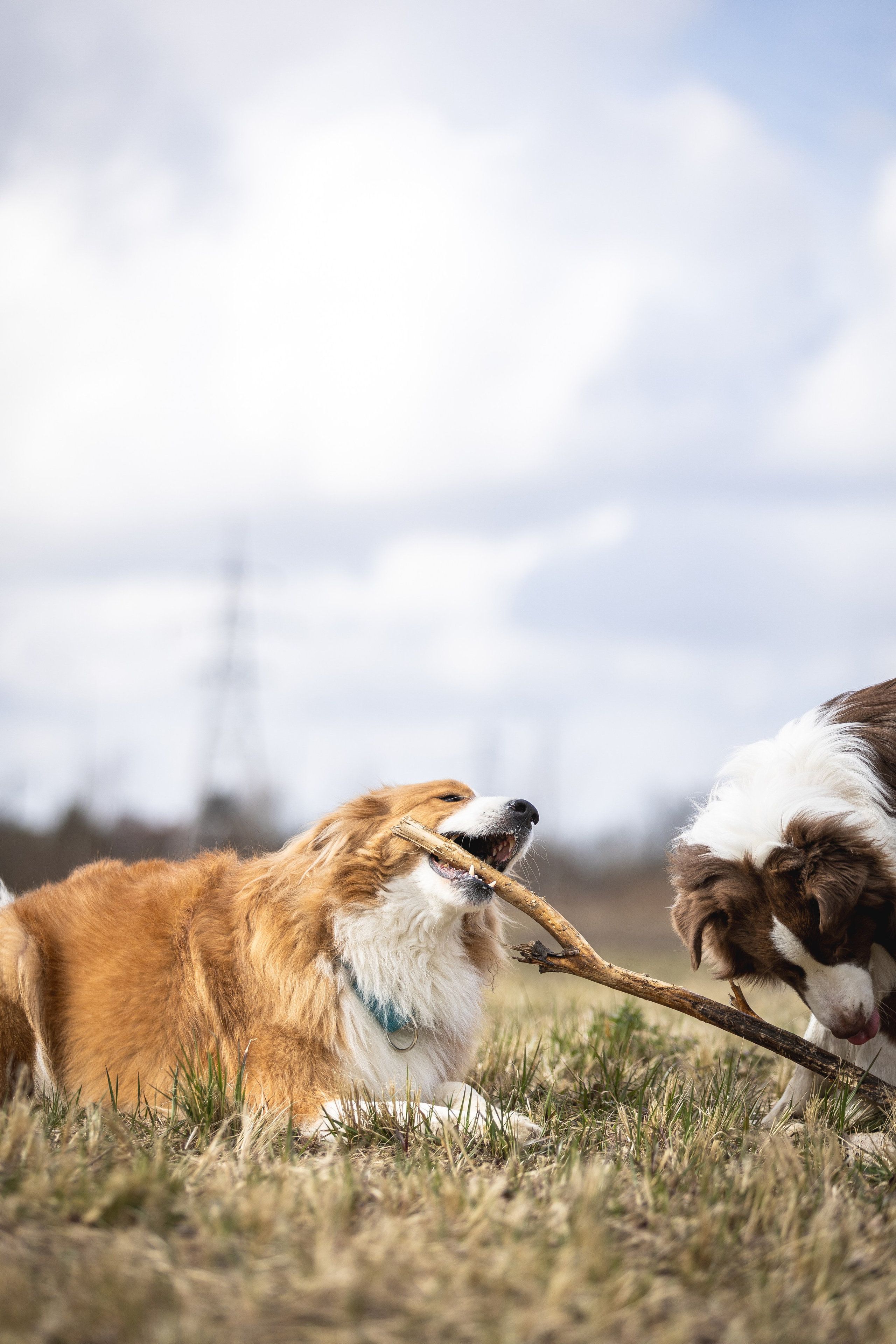 Догтуса 24.03.2024. Ирина Голомб|Фотограф-анималист в  Сочи и Калининграде