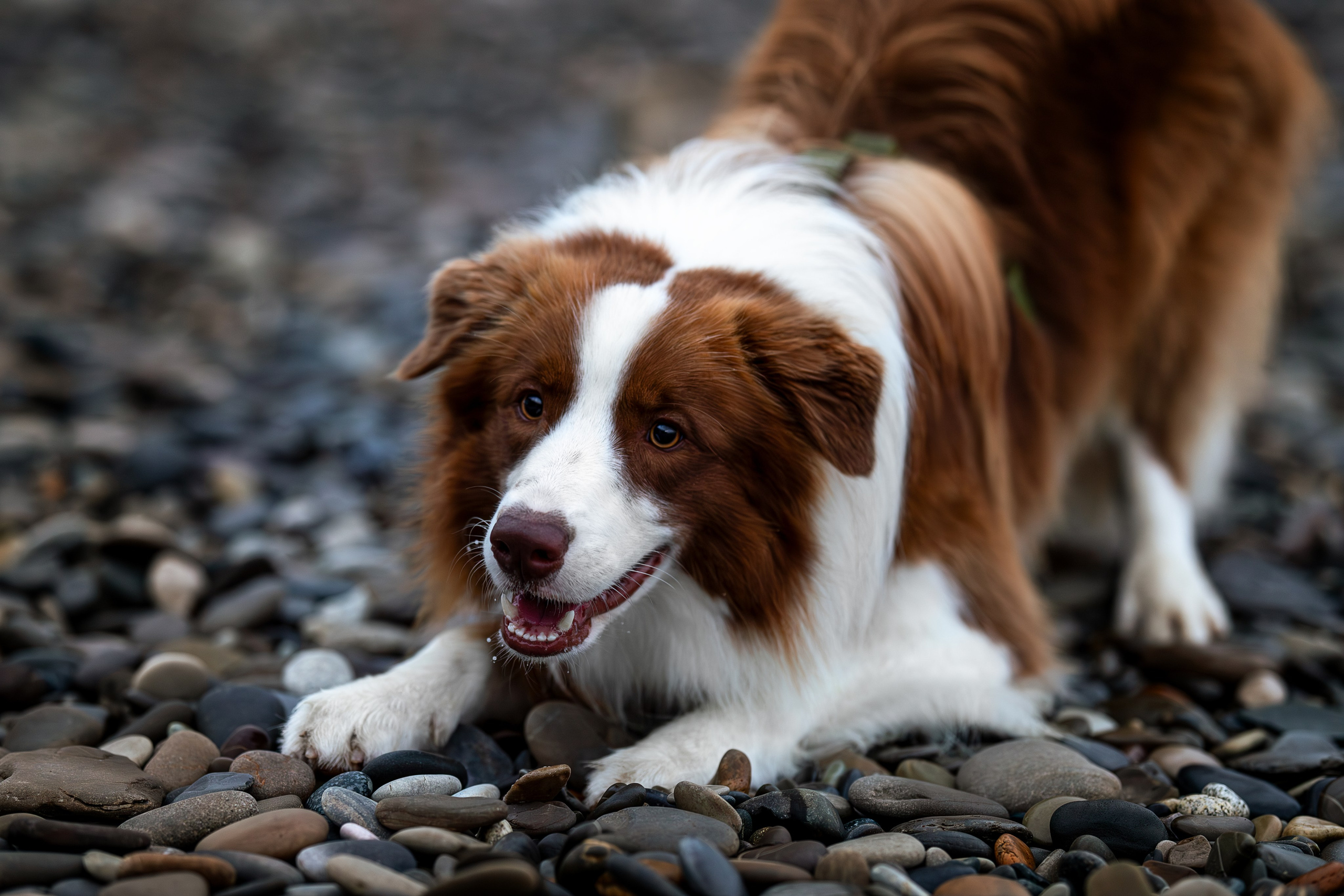 Нолан, Бордер-колли. Ирина Голомб|Фотограф-анималист в  Сочи и Калининграде