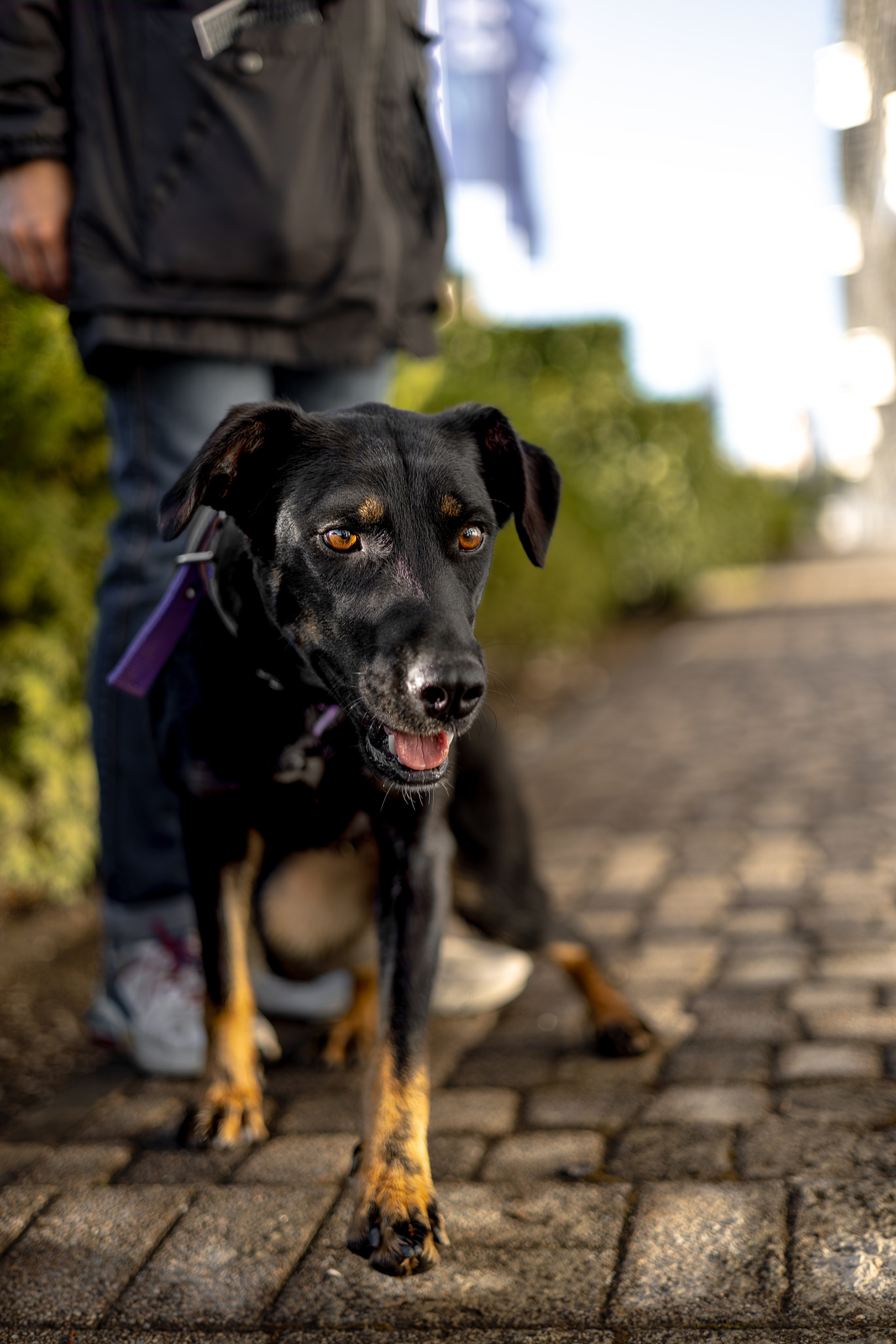 Кураторские питомцы Сириус. Ирина Голомб|Фотограф-анималист в  Сочи и Калининграде