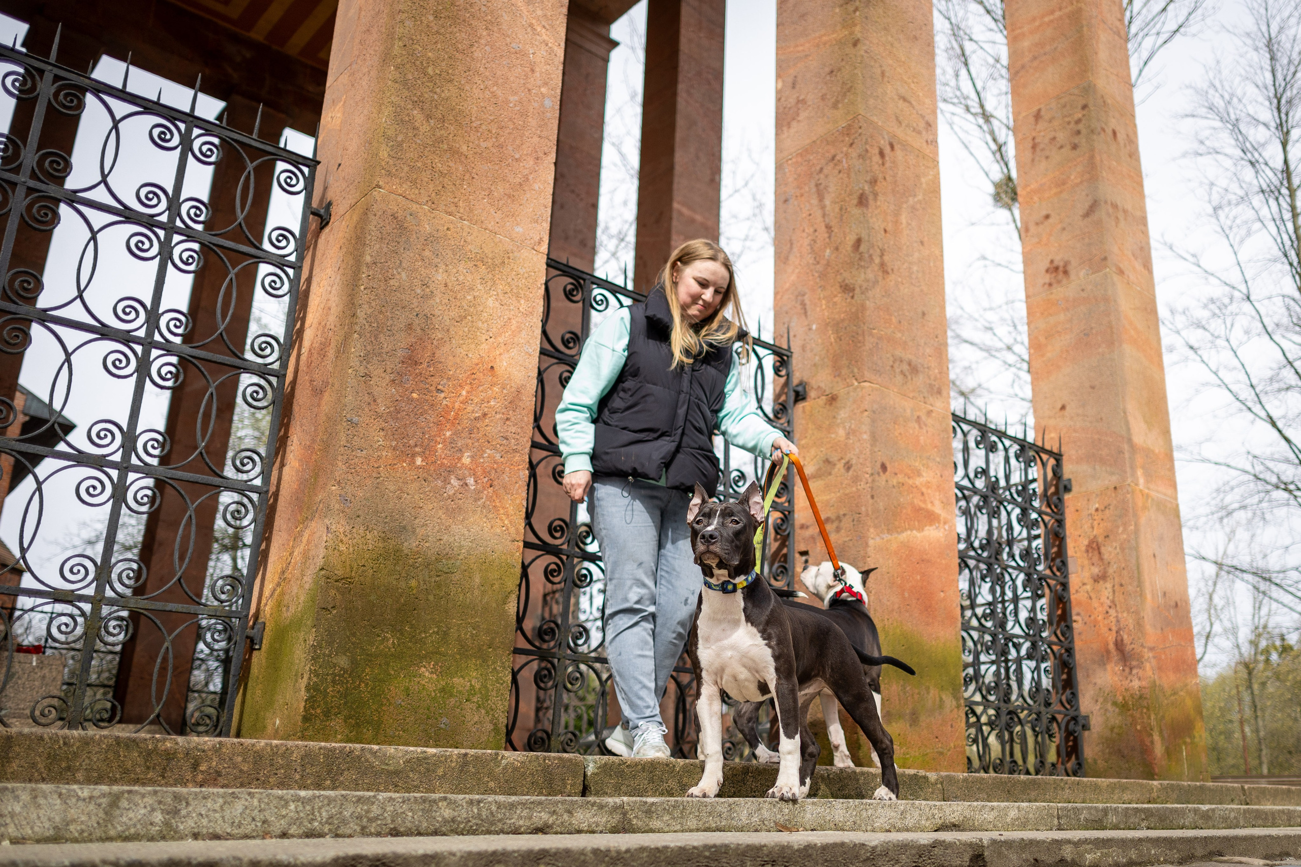 Афина и Мора, Стаффорды. Ирина Голомб|Фотограф-анималист в  Сочи и Калининграде