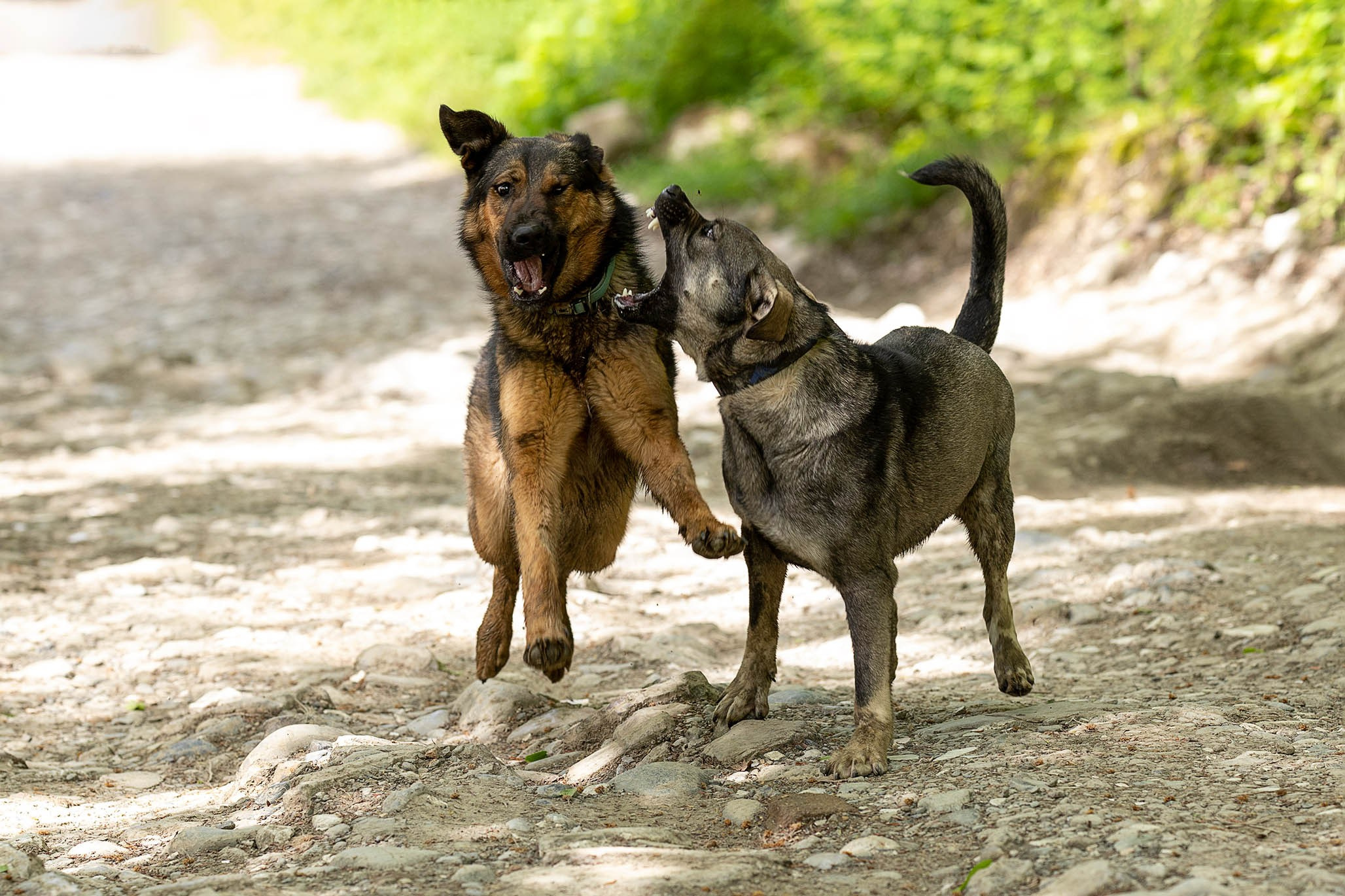 Кай и Герда. Ирина Голомб|Фотограф-анималист в  Сочи и Калининграде
