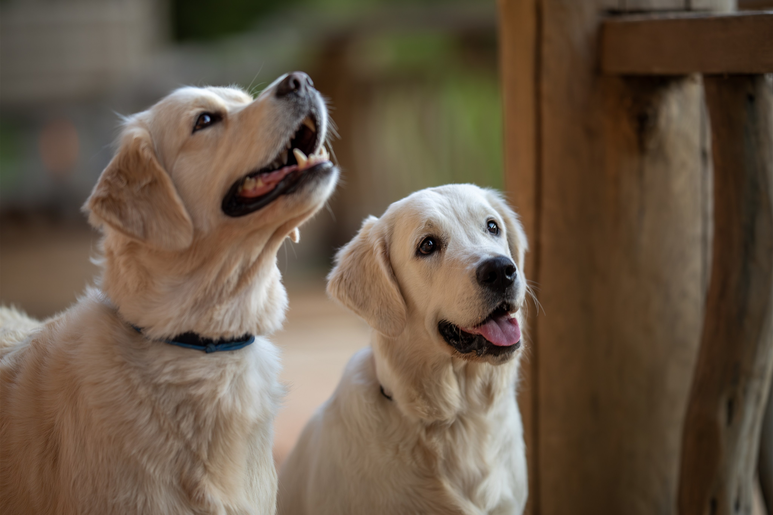 Асти, Делфи и Фреска, Голден Ретриверы. Ирина Голомб|Фотограф-анималист в  Сочи и Калининграде