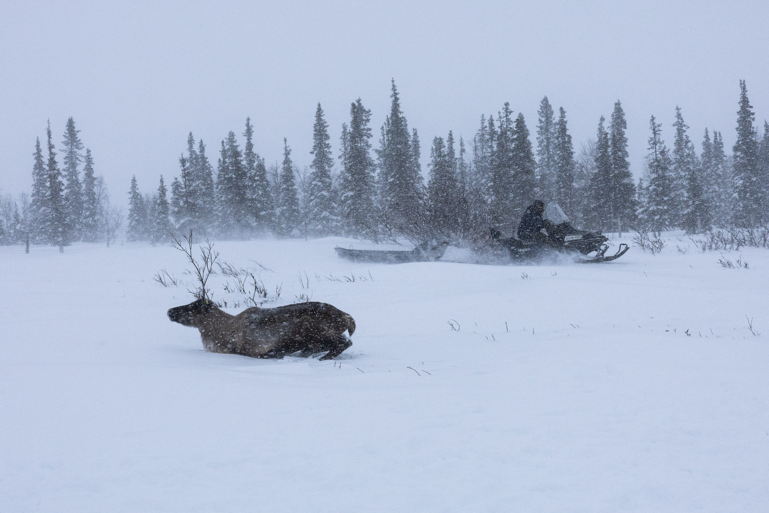 Ловозеро. Оленеводы. Алиса Северная. Визуальные исследования. Пейзажная и документальная фотография