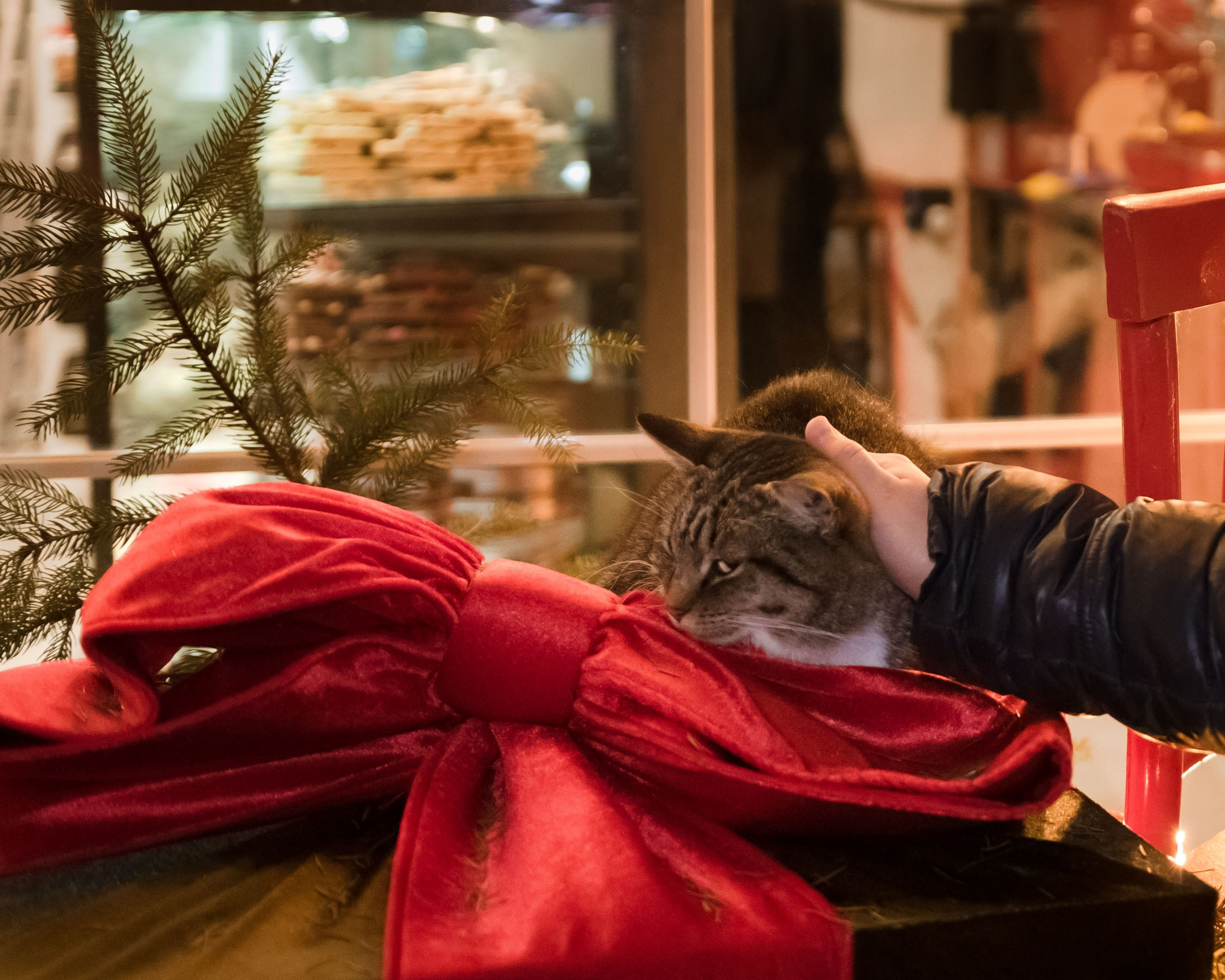 коты Зеленоградска