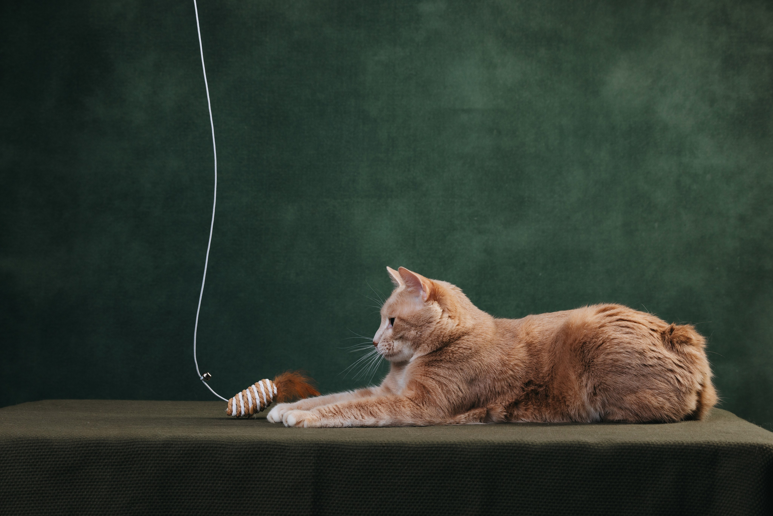 Коты Сет и Квентин. Фотограф анималист Осипчикова Мария