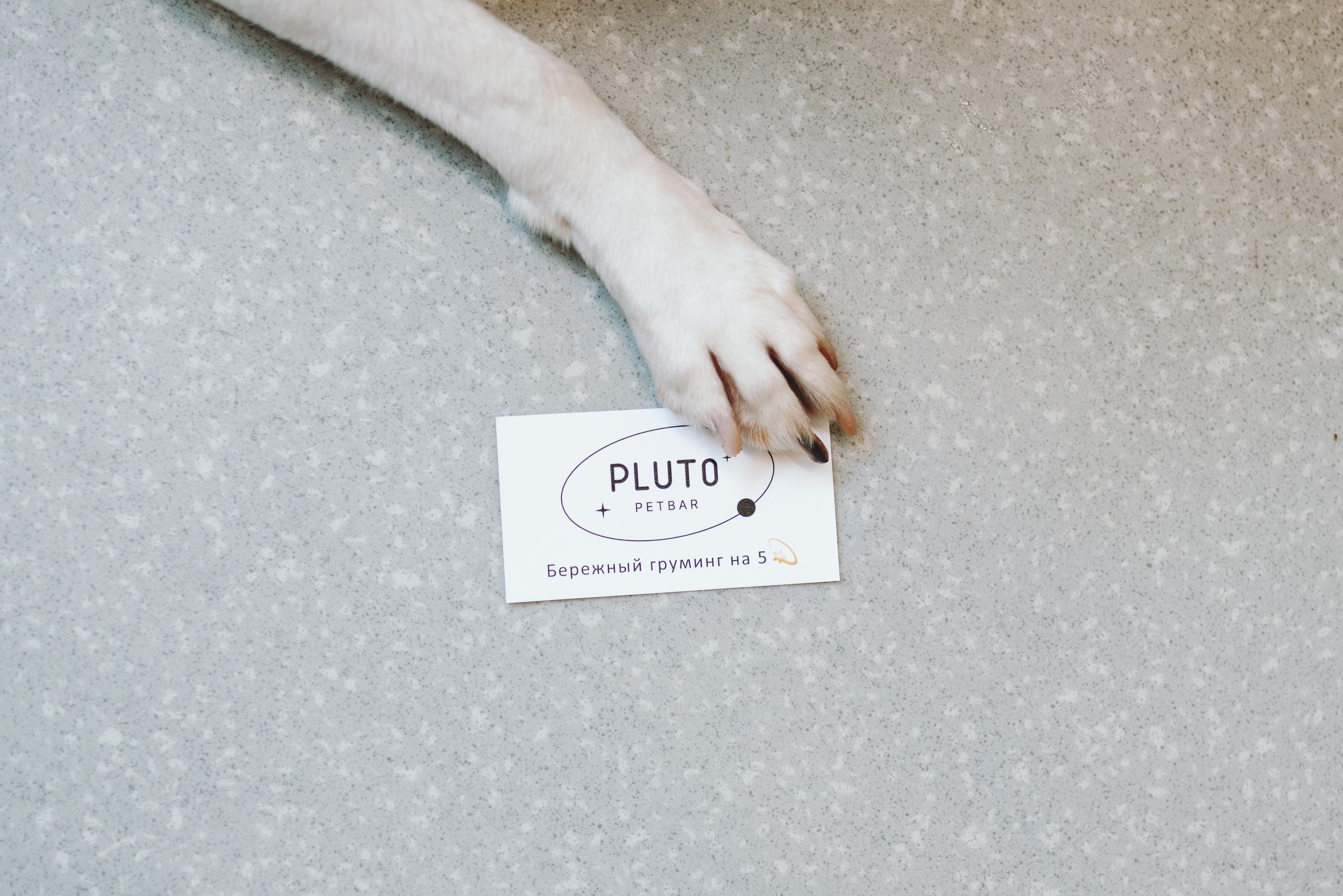 Груминг-салон. Фотограф анималист Осипчикова Мария