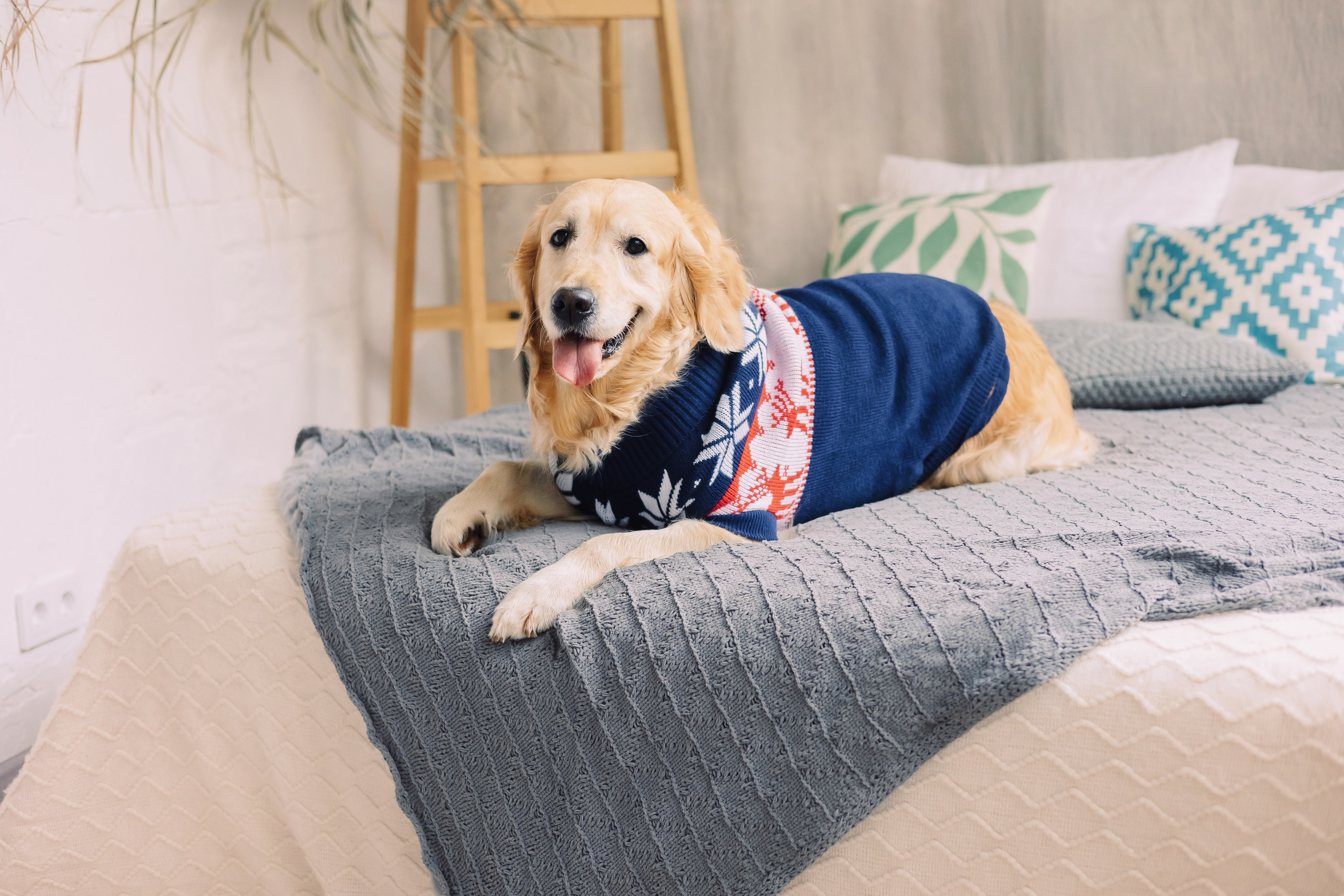 Магазин Friend of mine. Фотограф-анималист Елена Радченко, Москва