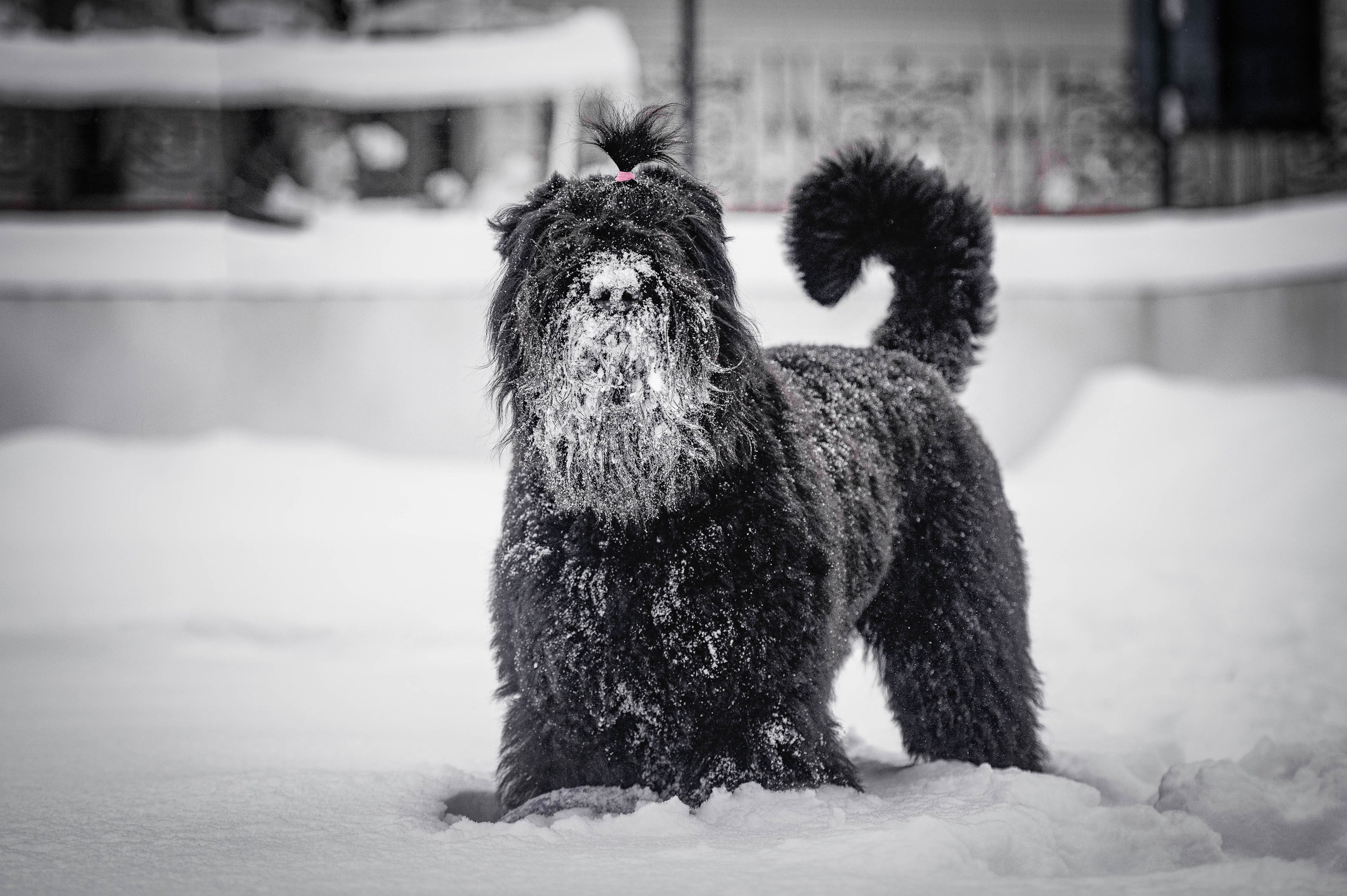 Клео. Фотограф-анималист