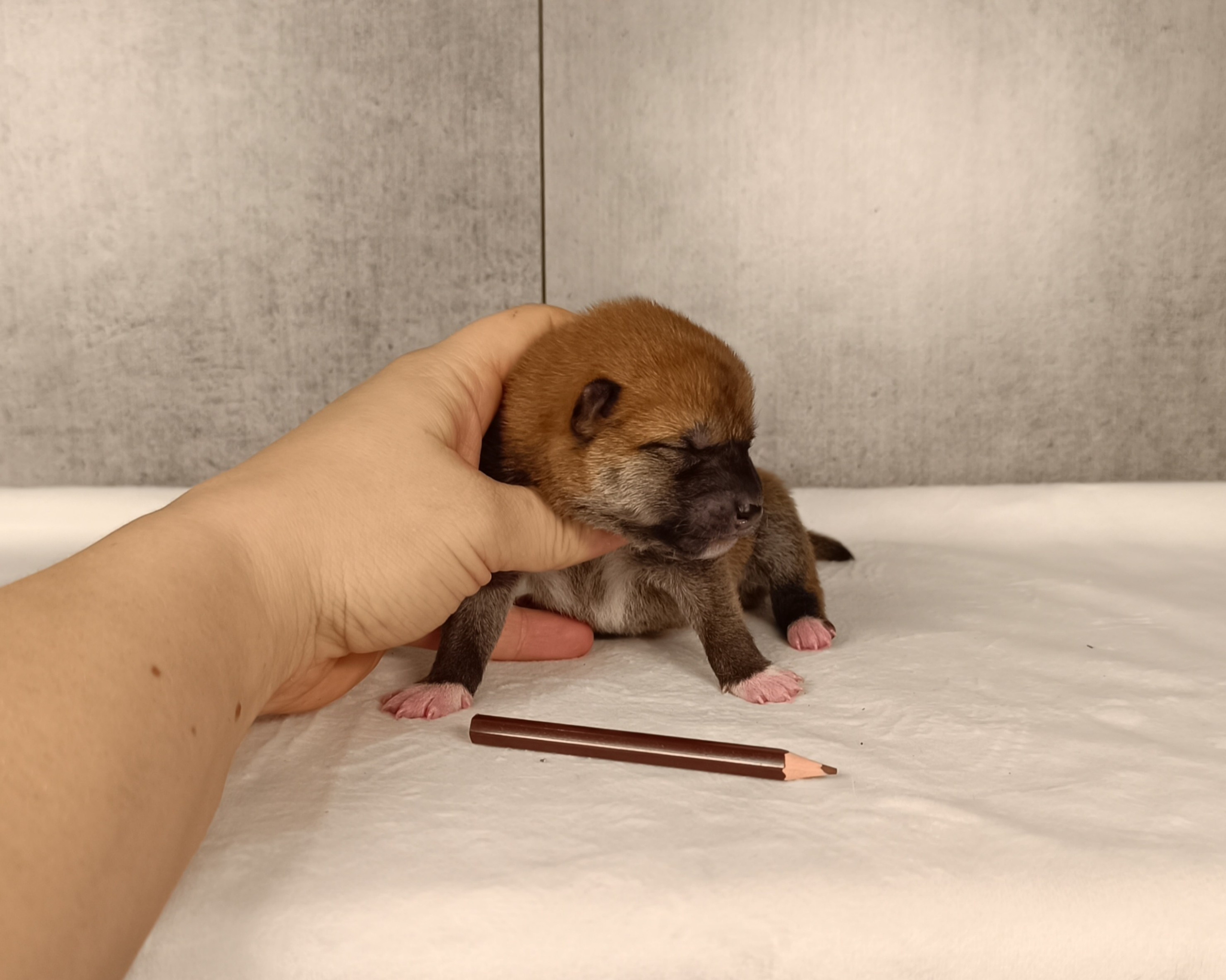 Rubylight Joni. AMERICAN AKITA RUBYLIGHT KENNEL I SHIBA-INU