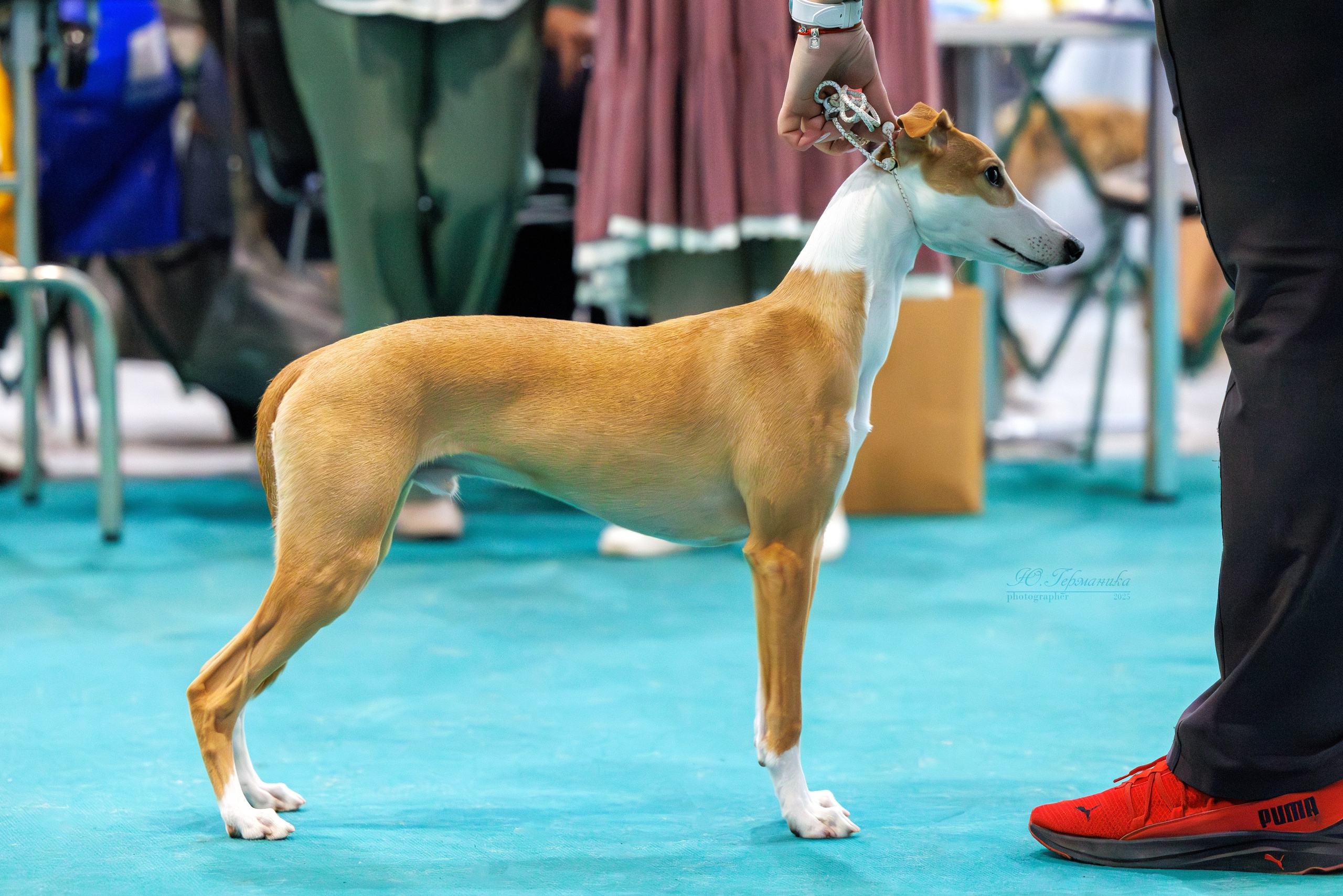 Питер ротвейлеры 18.01,Крокус 19.01.2025. Фотограф-анималист Юлия Германика