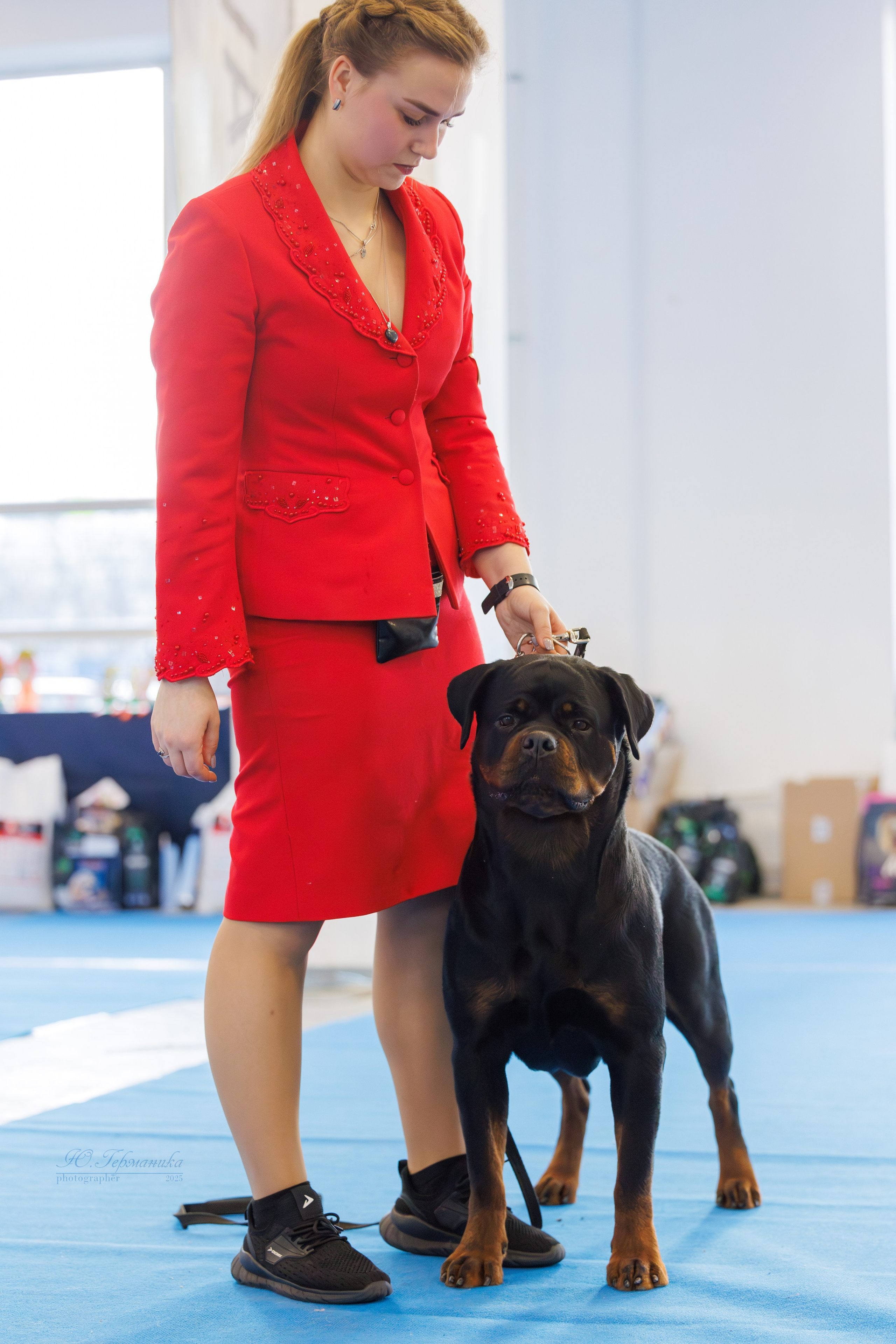 Питер ротвейлеры 18.01,Крокус 19.01.2025. Фотограф-анималист Юлия Германика