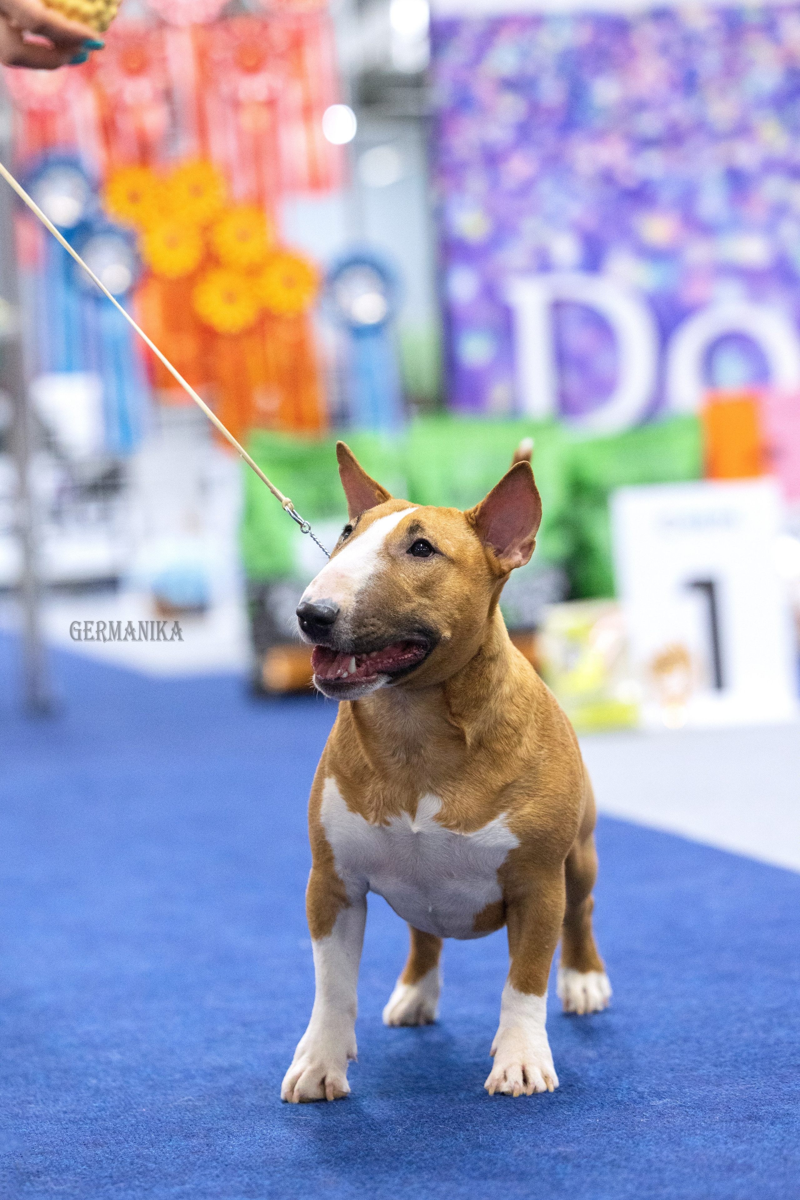 Сфера 28.01. и 4.02.2024. Фотограф-анималист Юлия Германика