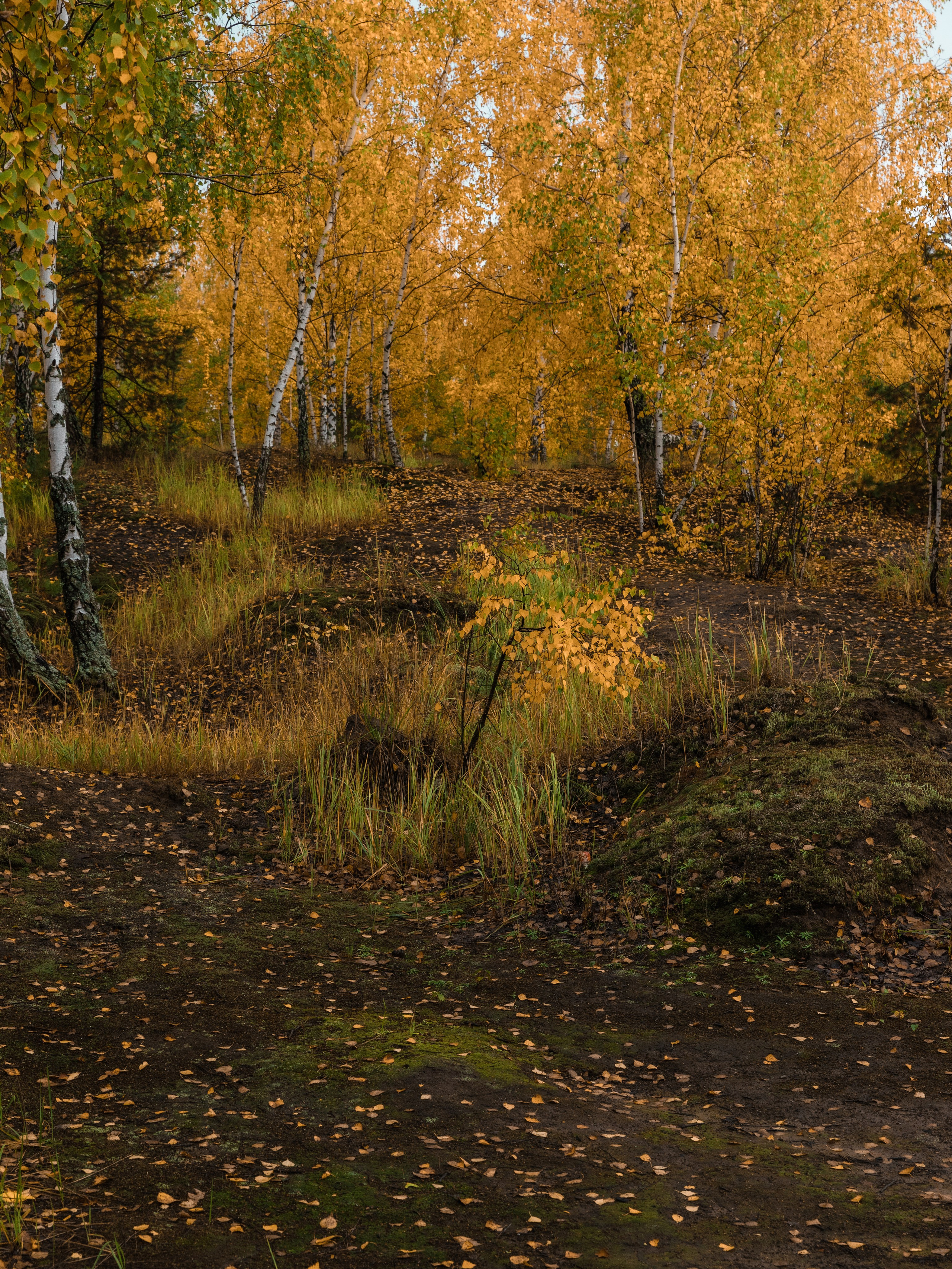 Кондуки. Октябрь 2023. Фотографии