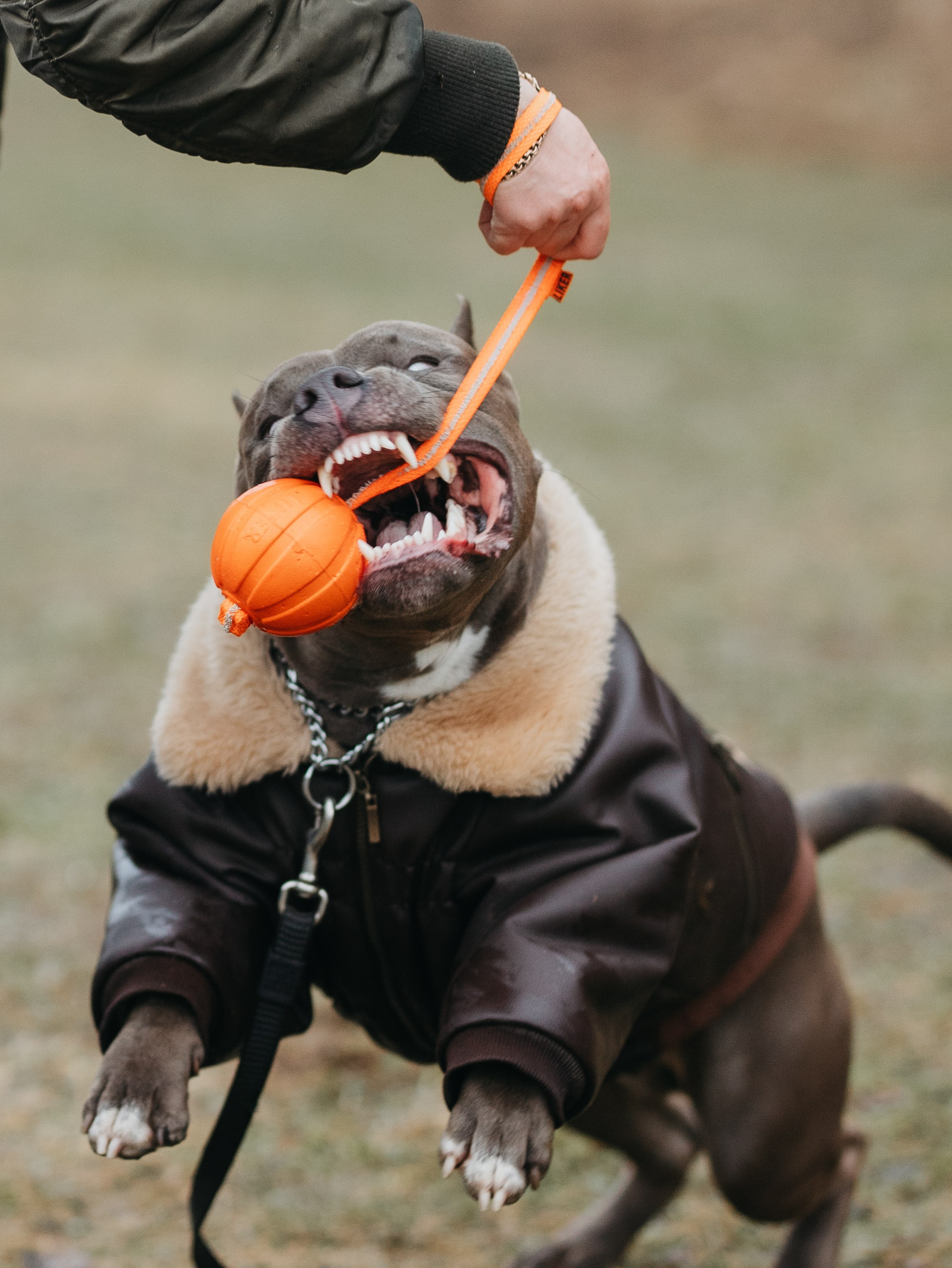 Зевс и Мария. Фотограф-анималист в Москве Кириллова Татьяна