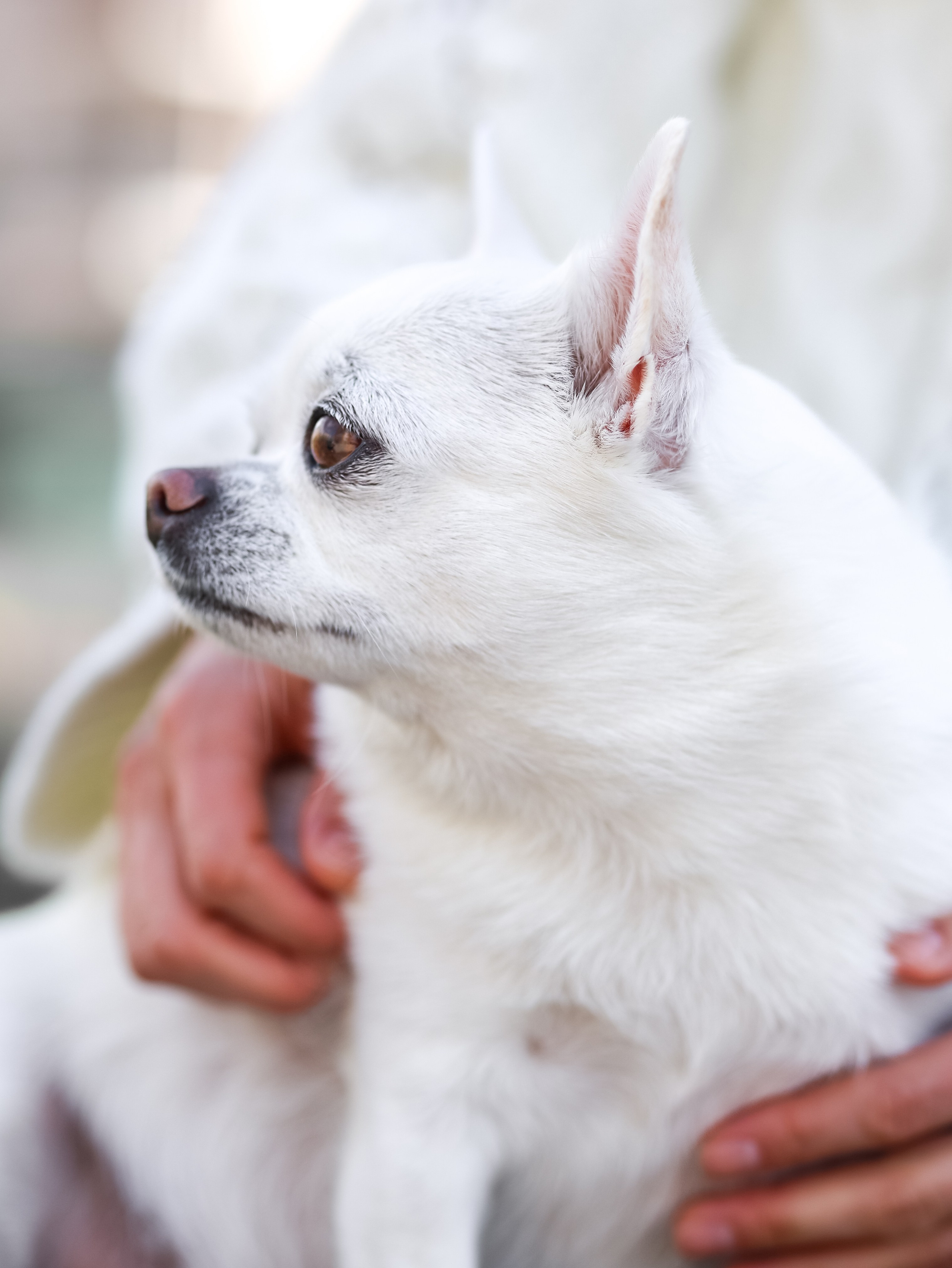 Зефир и Алена. Фотограф-анималист в Москве Кириллова Татьяна