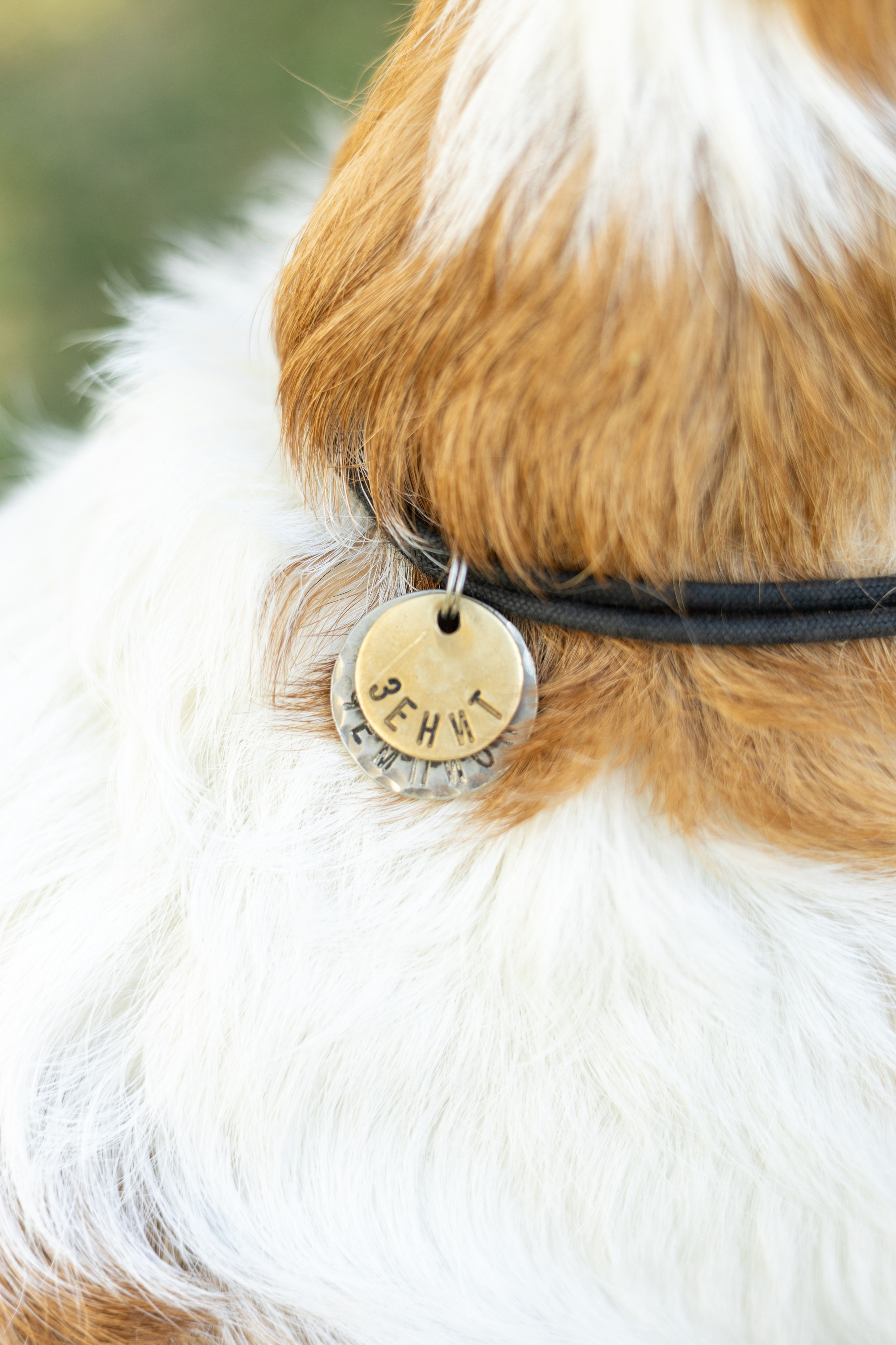 День рождение Зенита. Фотограф-анималист в Москве Кириллова Татьяна