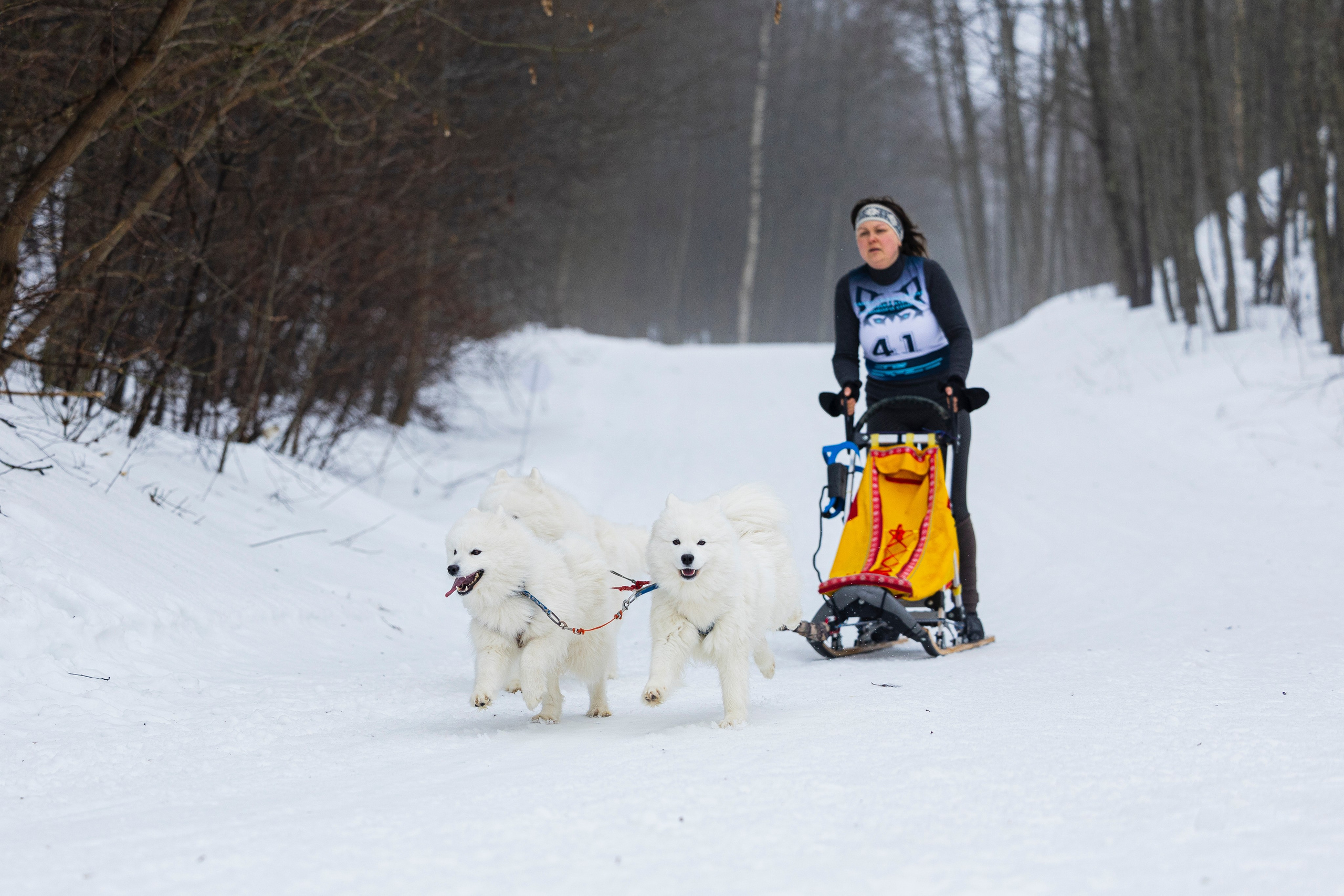 Зимний Чемпионат Санкт-Петербурга по ездовому спорту. Фотограф-анималист Анна Маринич