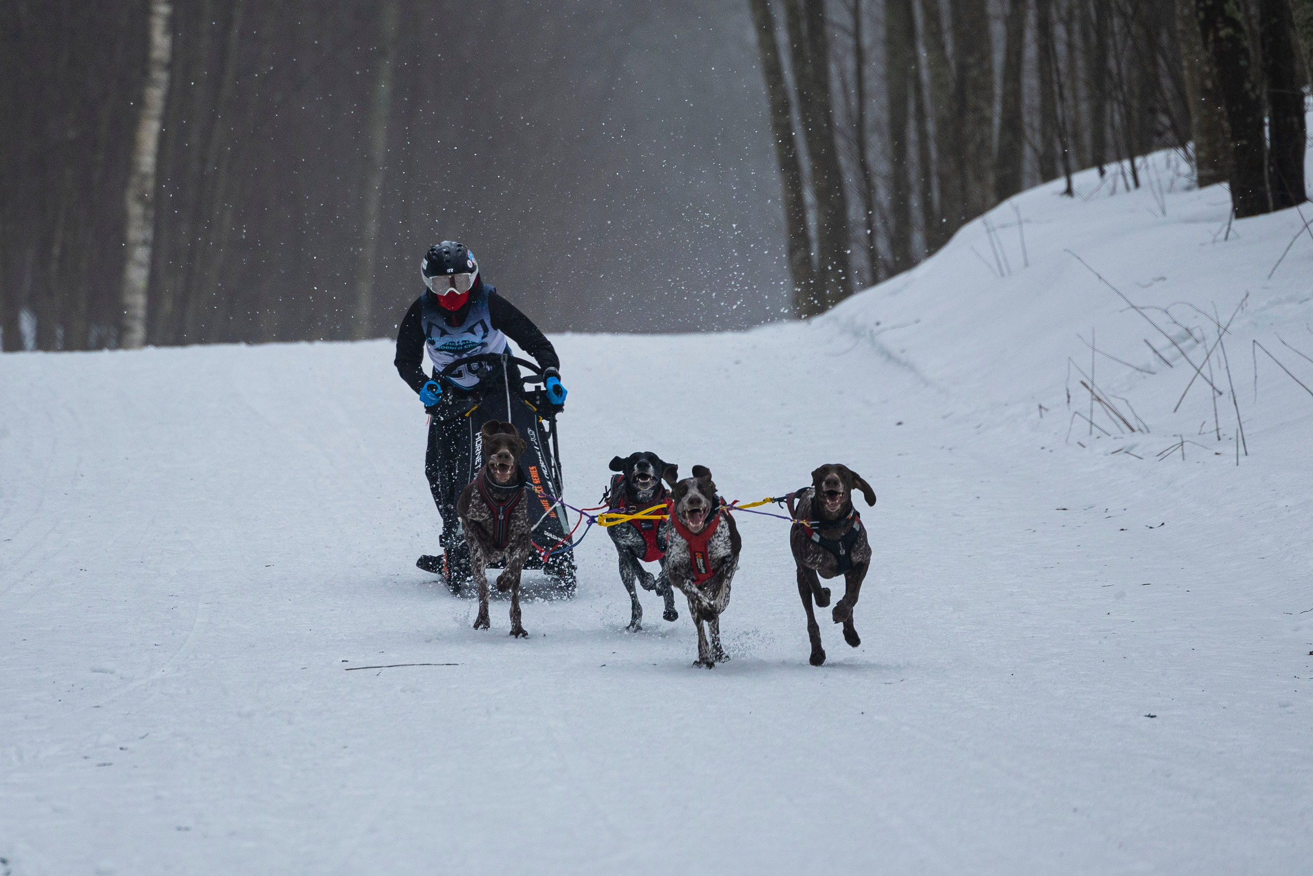 Зимний Чемпионат Санкт-Петербурга по ездовому спорту. Фотограф-анималист Анна Маринич