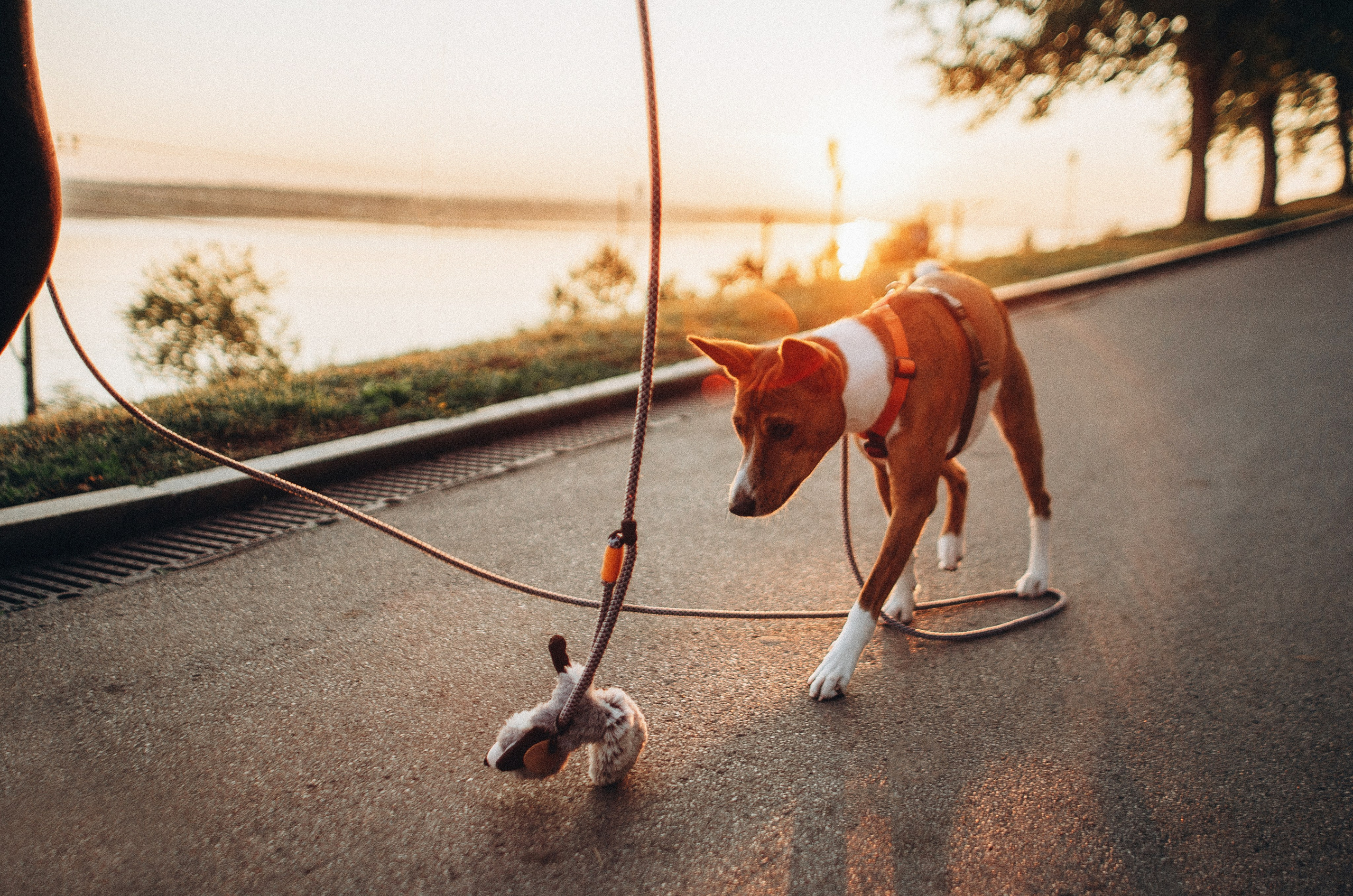 Снежана и Мэнни. Фотограф-анималист Богданова Полина
