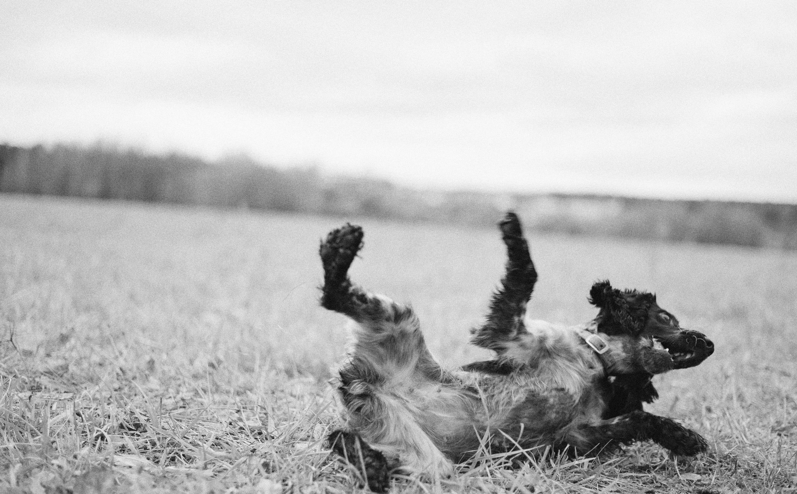 Вика и Ава. Фотограф-анималист Богданова Полина