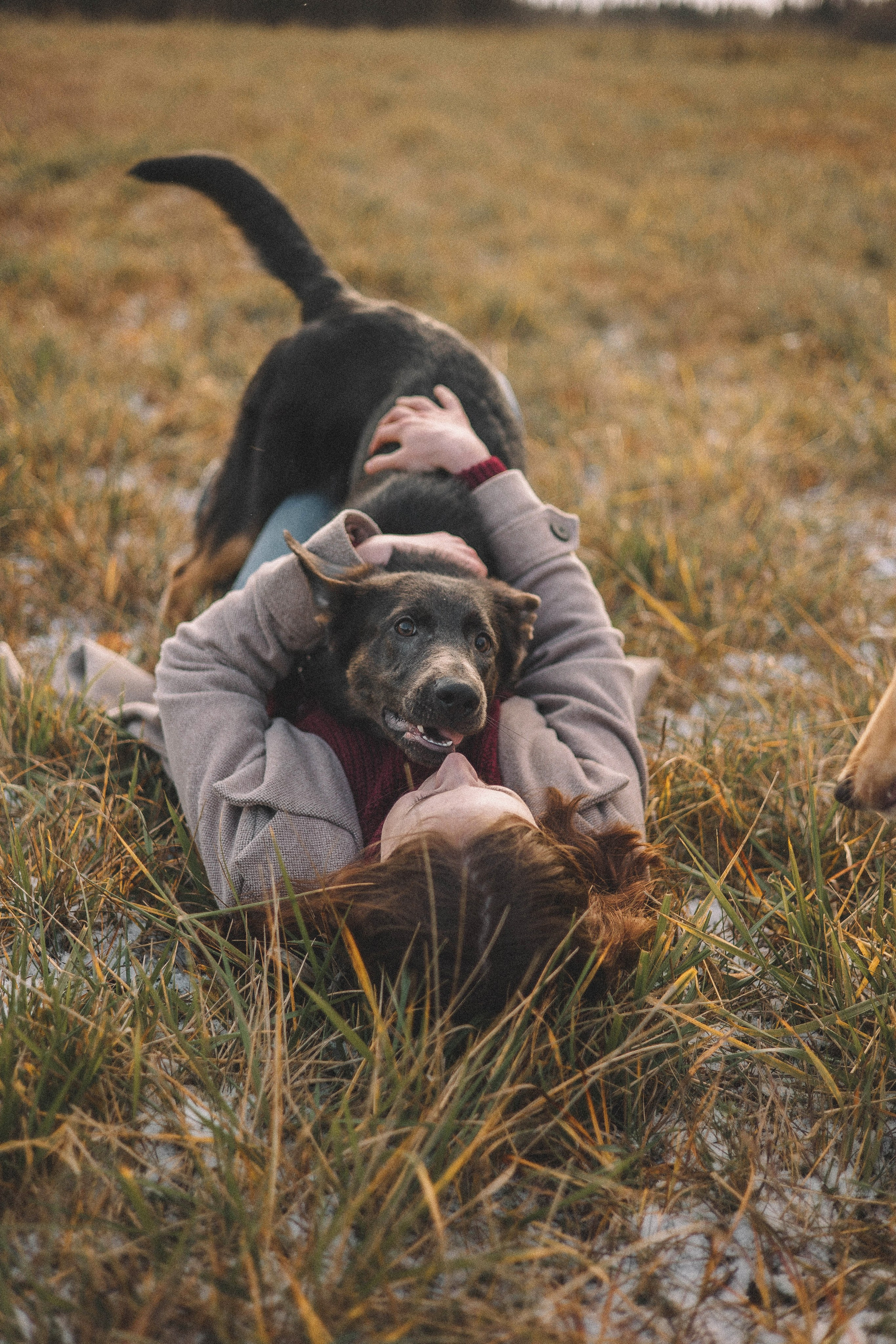 Алена, Леви и Микаса. Фотограф-анималист Богданова Полина