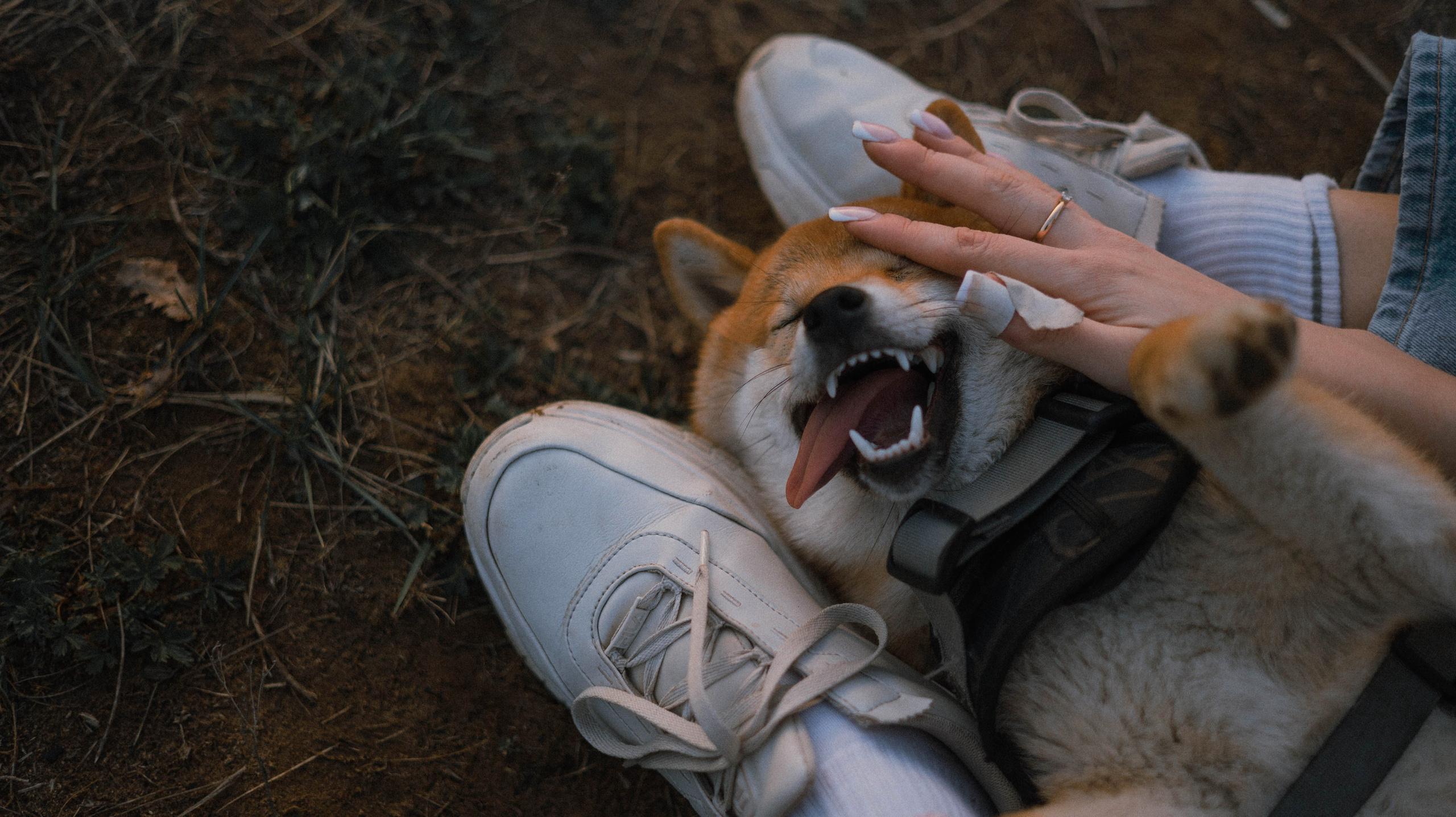 Аня и Шани. Фотограф-анималист Богданова Полина