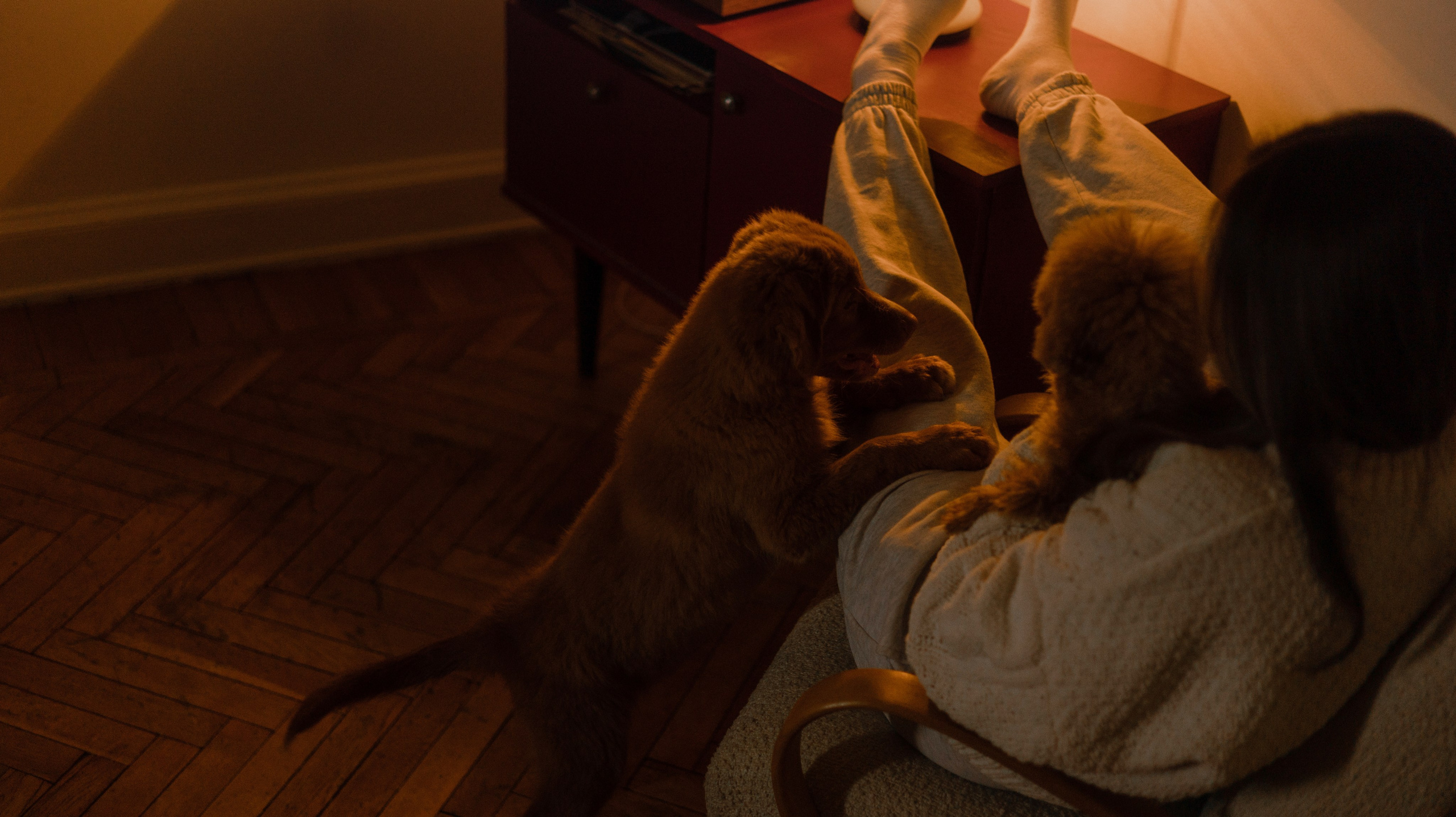 Маша, Одди и Нэвил. Фотограф-анималист Богданова Полина