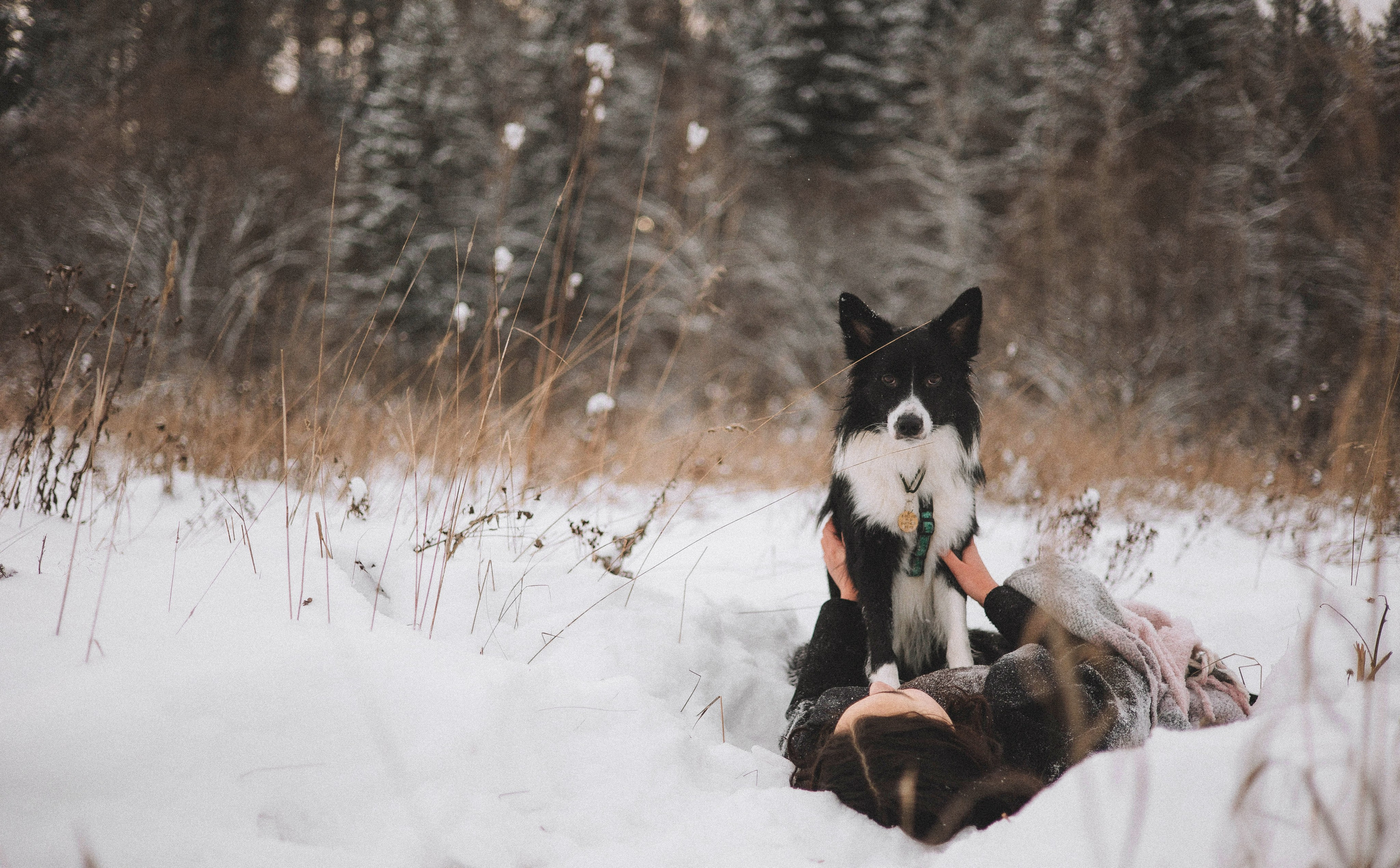 Алина и Найт. Фотограф-анималист Богданова Полина