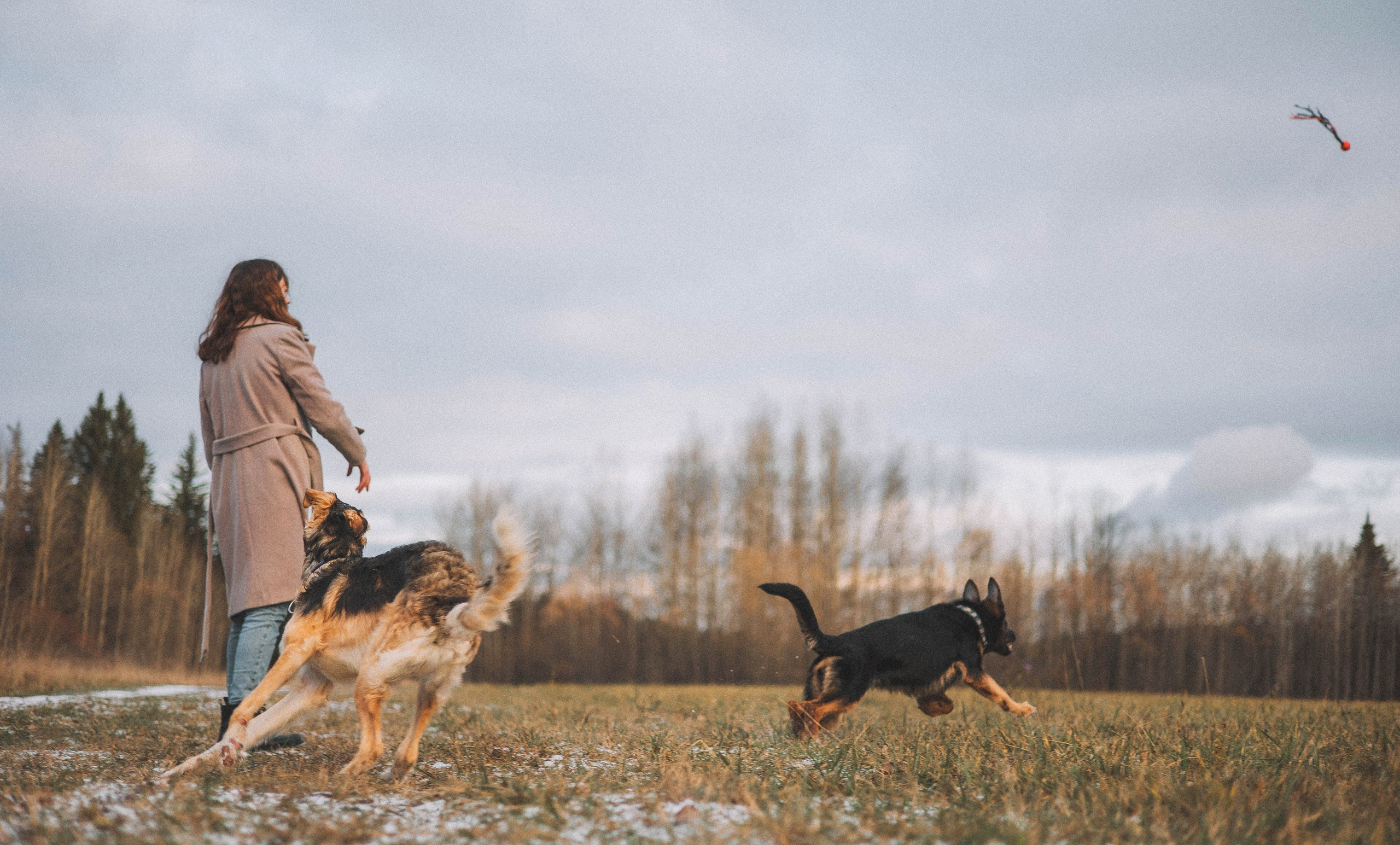 Алена, Леви и Микаса. Фотограф-анималист Богданова Полина