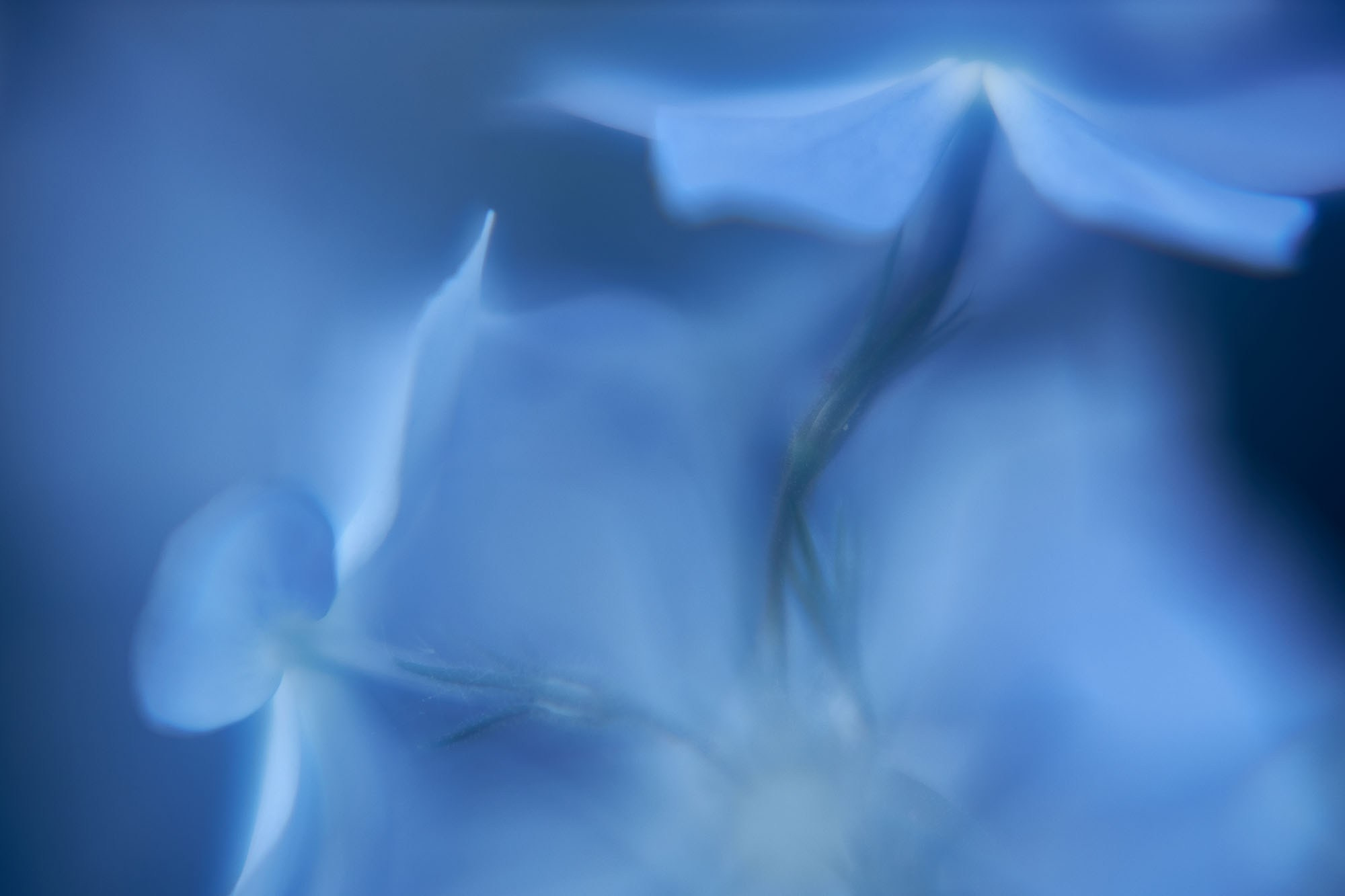 Макро-абстракция «Эфемерность» | Лимитированная серия. Sandra Marselly | Абстрактная Макро-Фотография