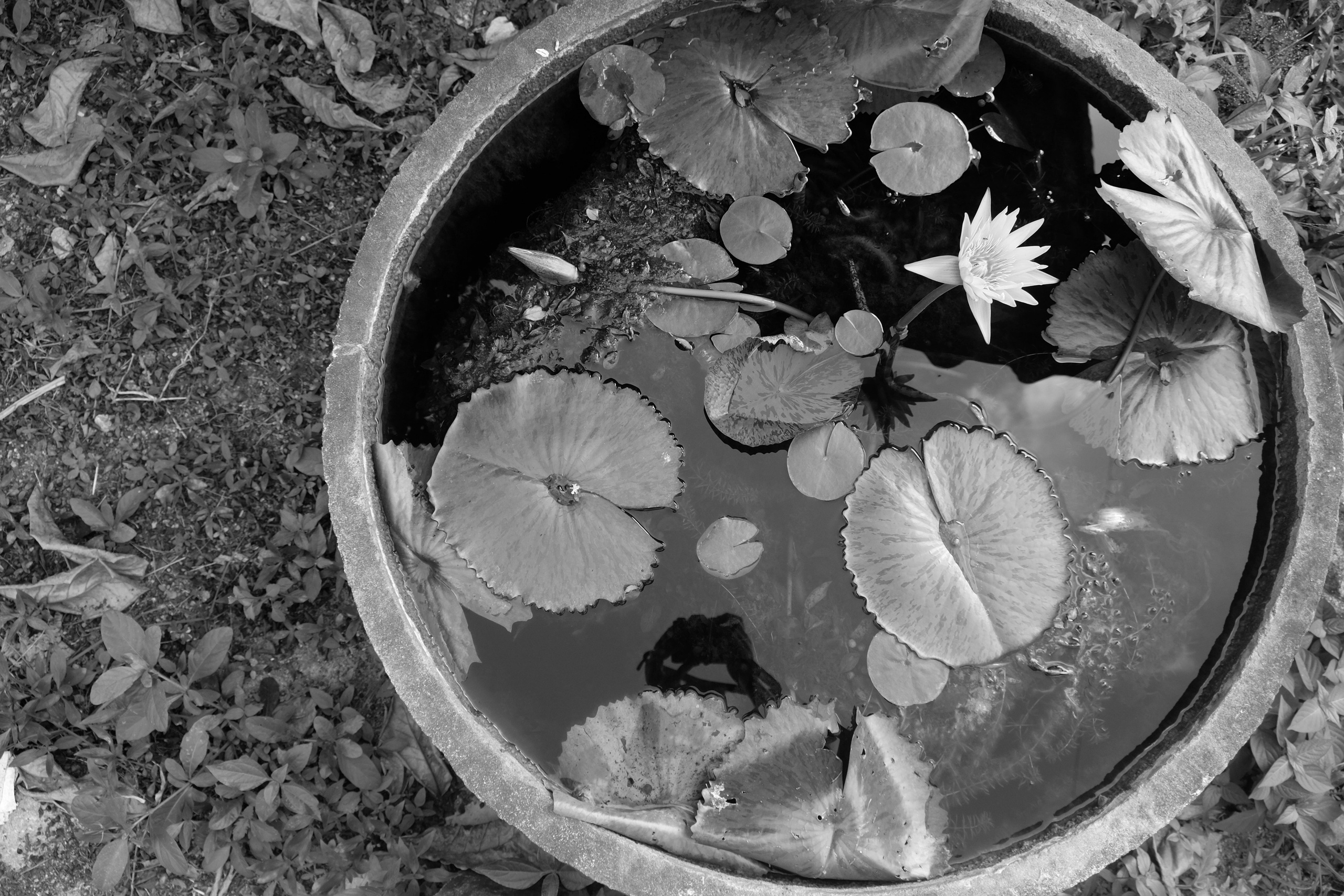 Street/ Thailand/ 2020. Anna Fedo Photo