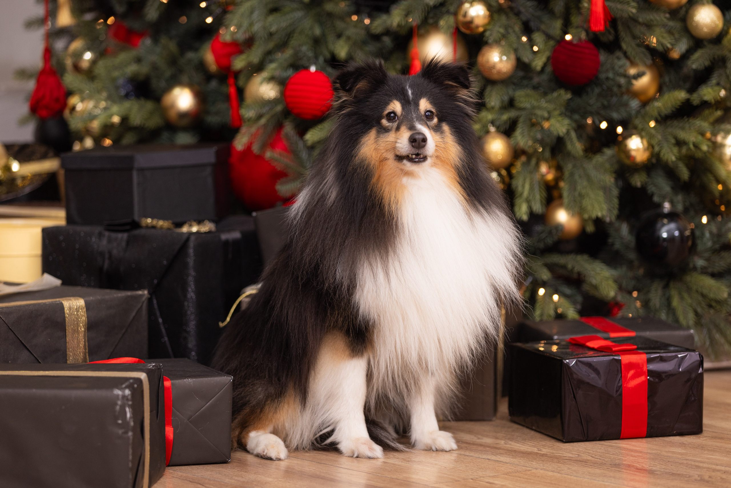 Собаки и не только. Фотограф Алена Звездина