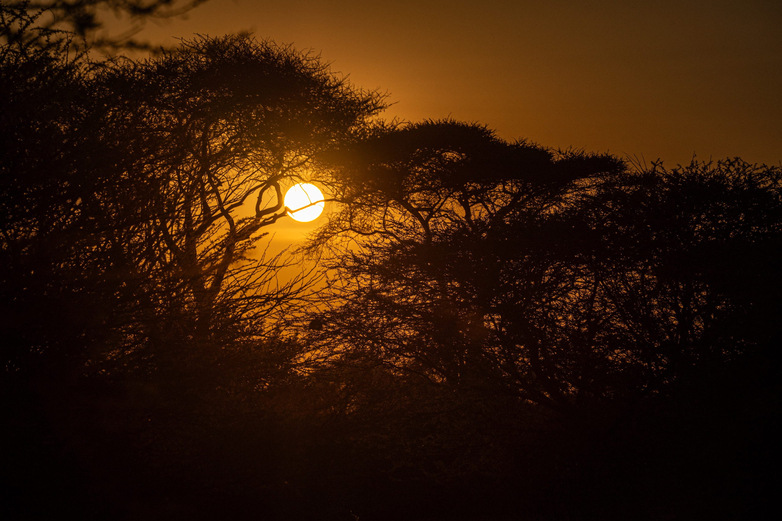 Танзания, сафари, 2025. Творческие сьемки