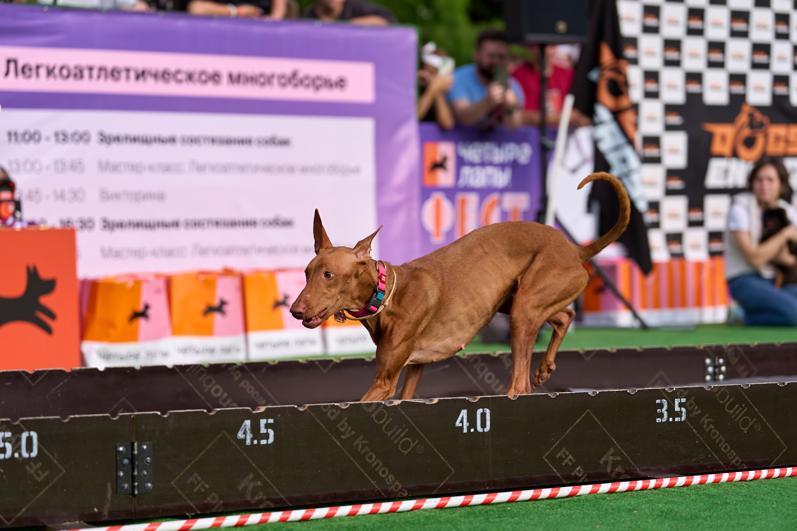 4 лапы Фест. Многоборье. Фотограф-анималист Михаил Манухин
