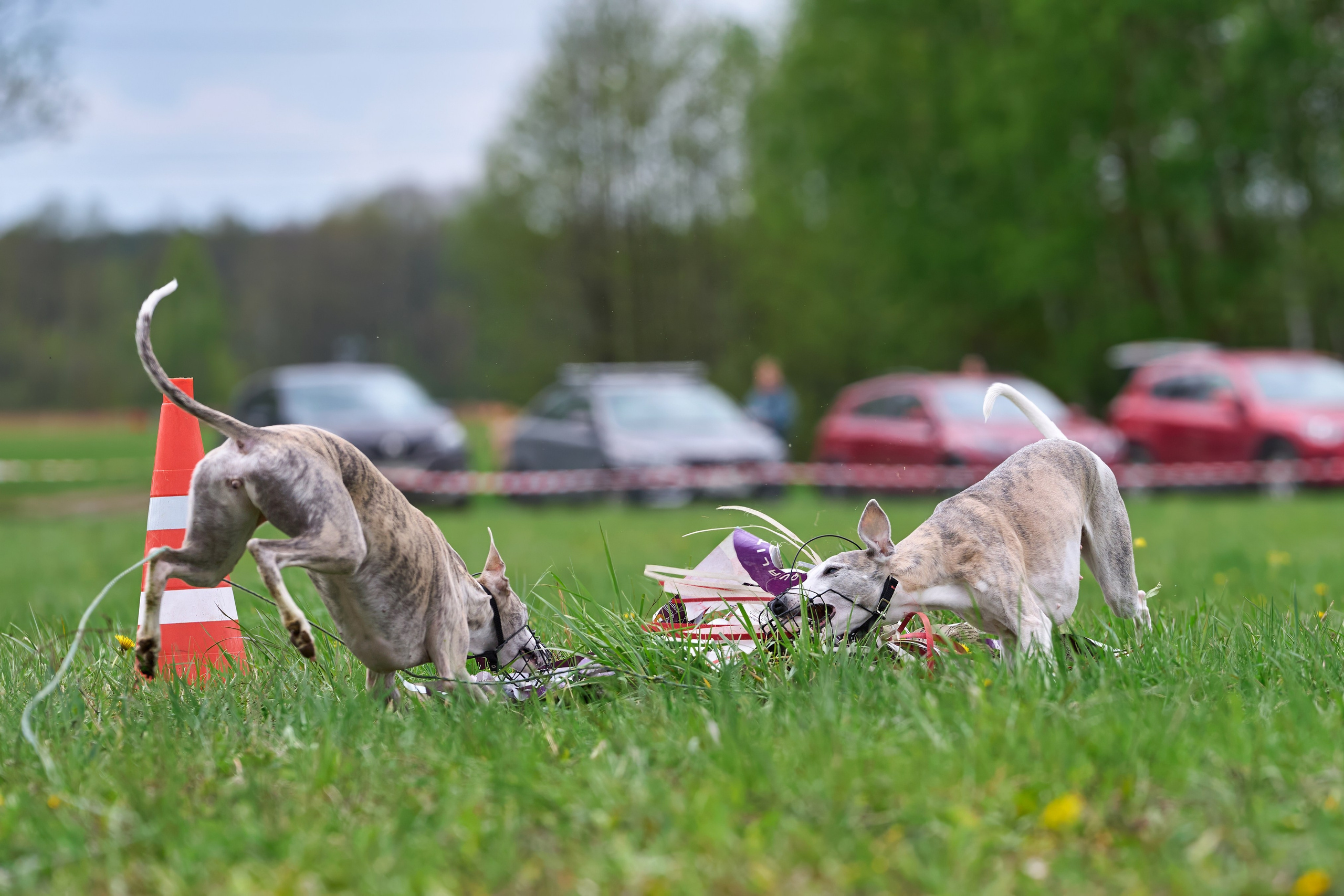 Тренировка по курсингу Донино. Фотограф-анималист Михаил Манухин