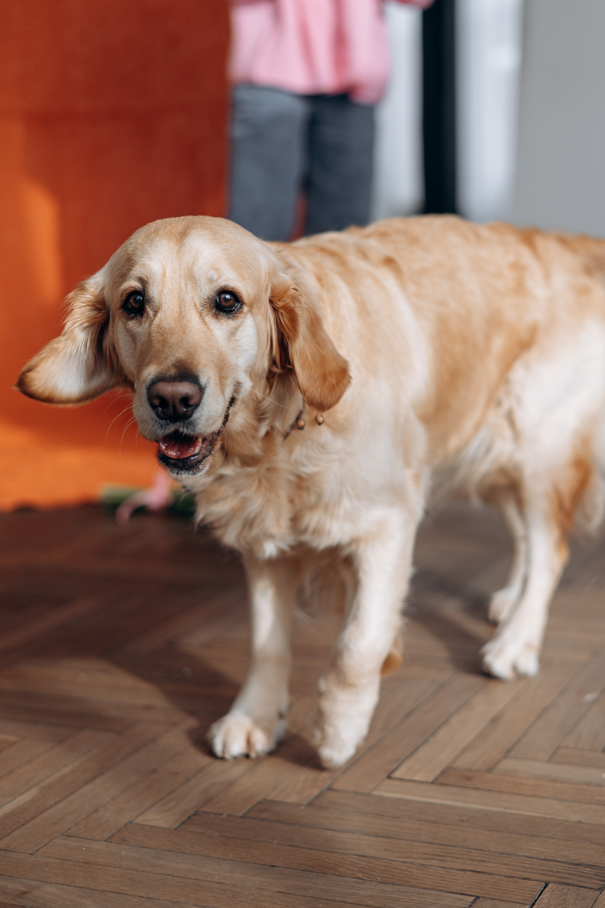 Марина и Чили. Фотограф — Анималист | Санкт-Петербург