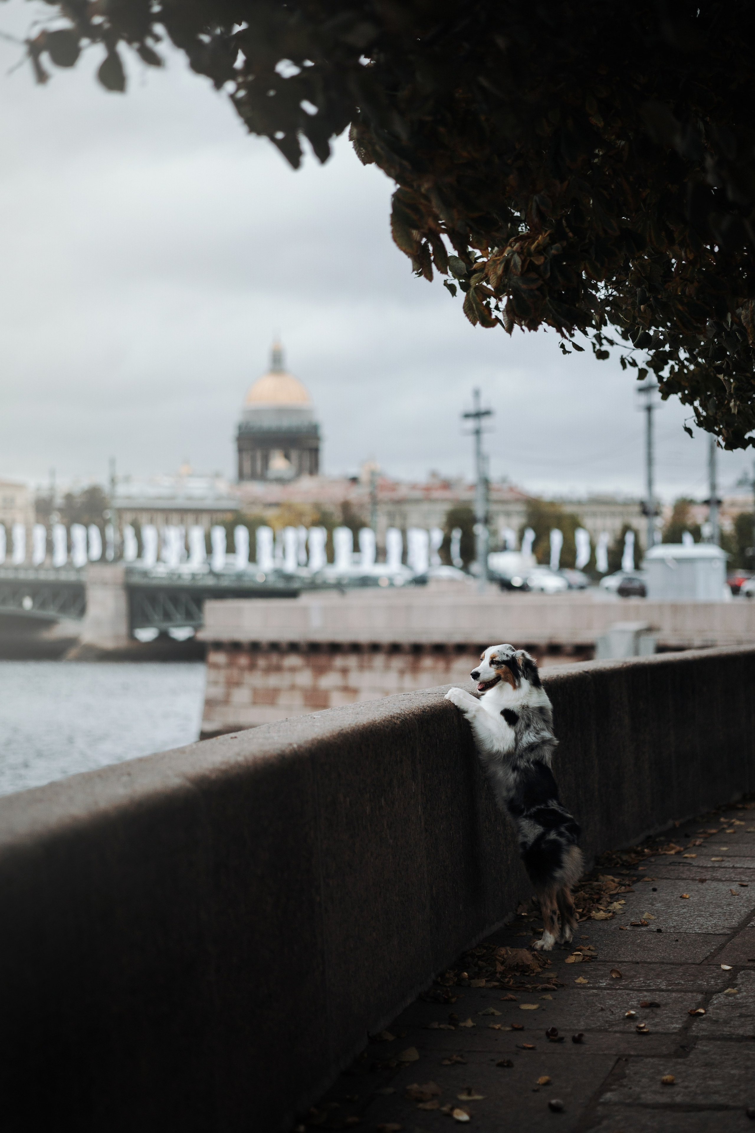 Ирина и Кайса. Фотограф — Анималист | Санкт-Петербург