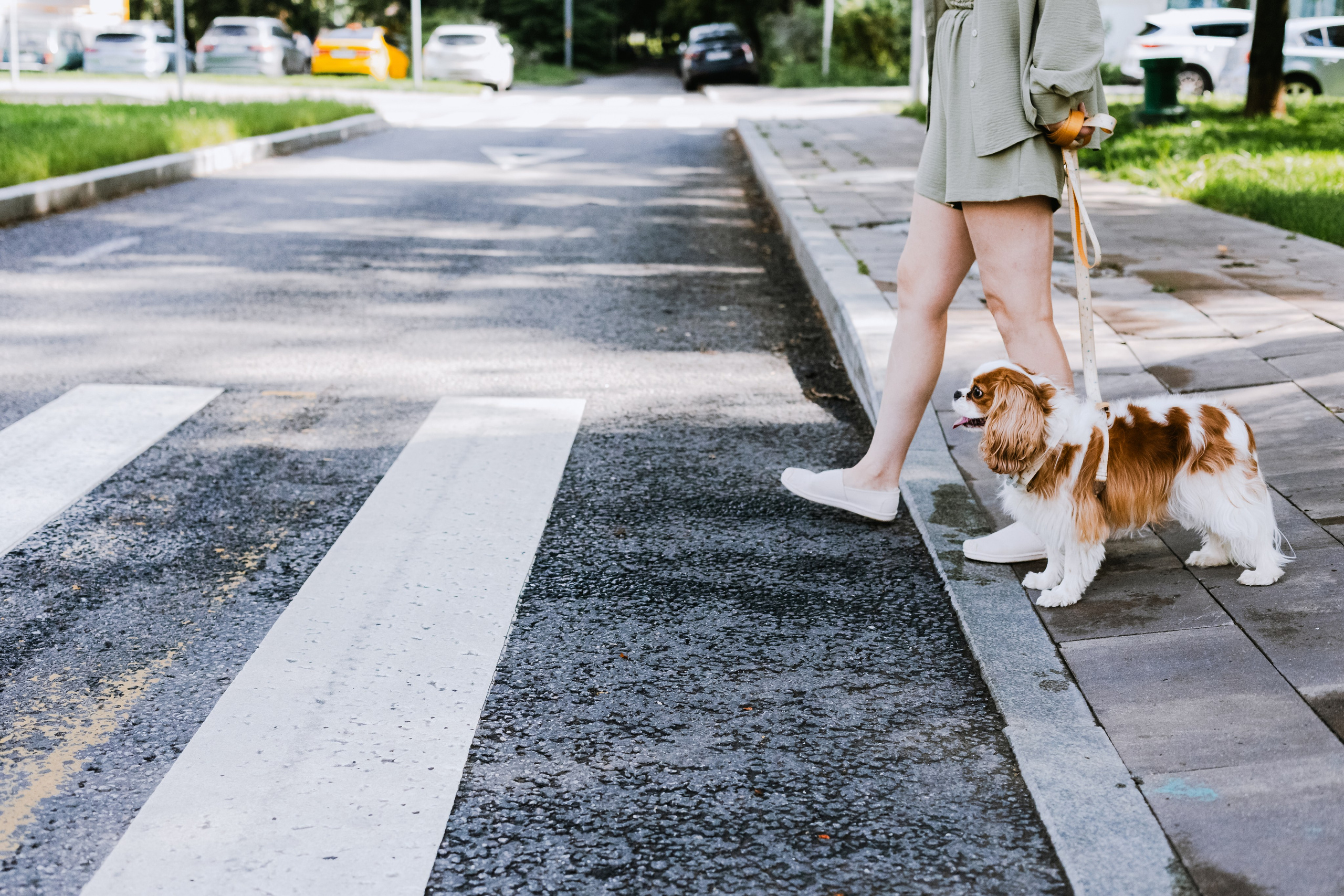 Фотопрогулка на бульваре. Фотограф-анималист Татьяна Степанова