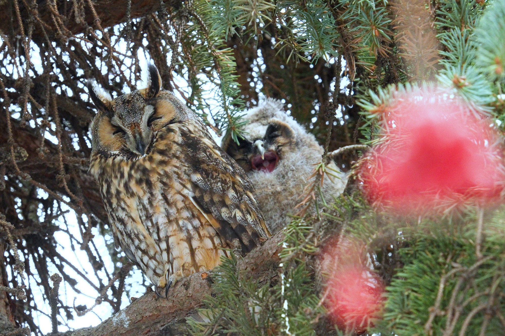 Удивительные мир птиц. Вокруг нас столько прекрасного — присмотритесь!. Ваш личный фотограф Марина Волкова