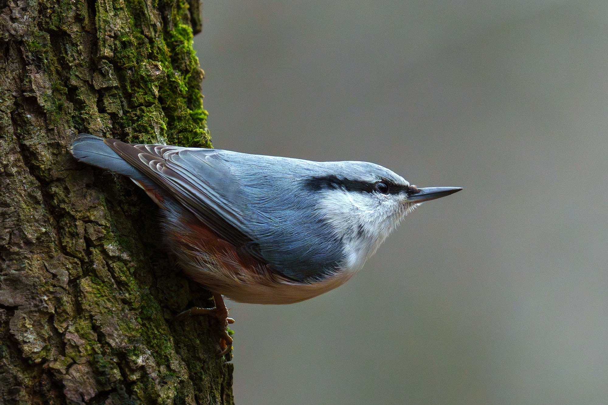 Удивительные мир птиц. Вокруг нас столько прекрасного — присмотритесь!. Ваш личный фотограф Марина Волкова