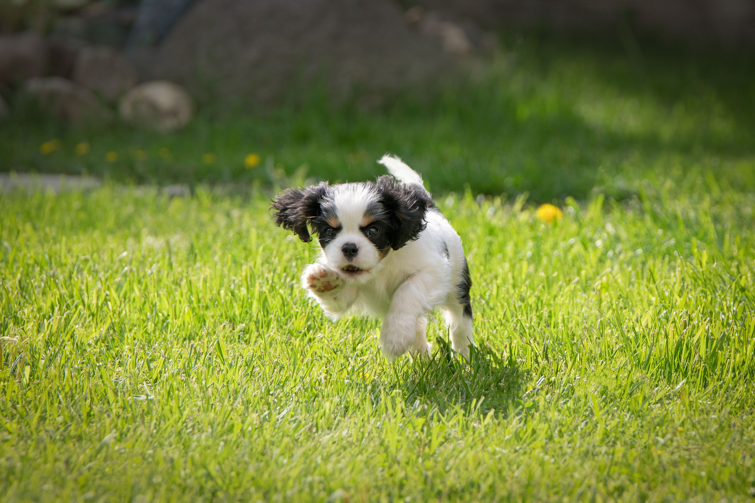 КАВАЛЕР КИНГ ЧАРЛЬЗ СПАНИЕЛЬ. Юлия Микульская. Рыбинск