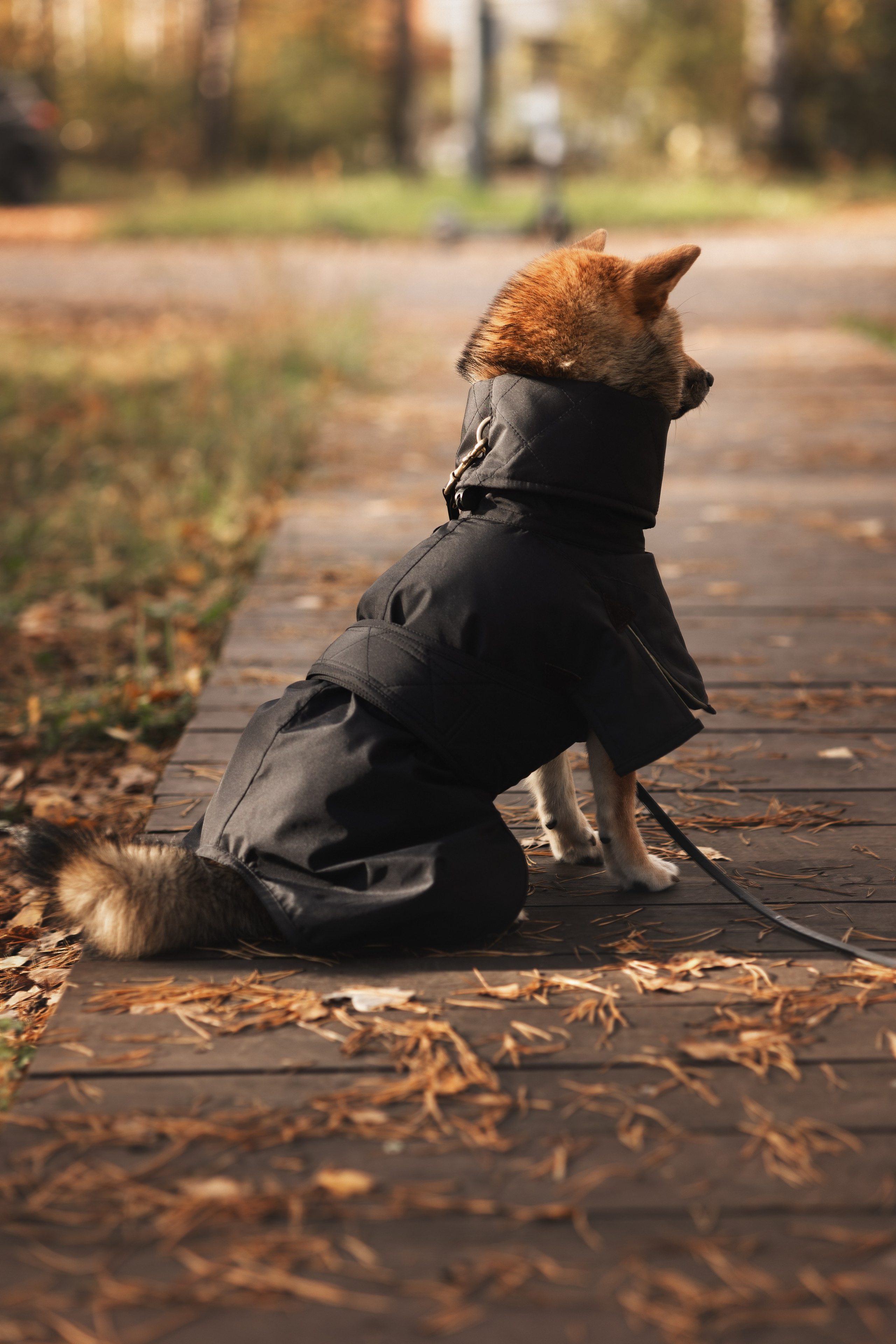 Оши | Сиба-Ину |. Фотограф