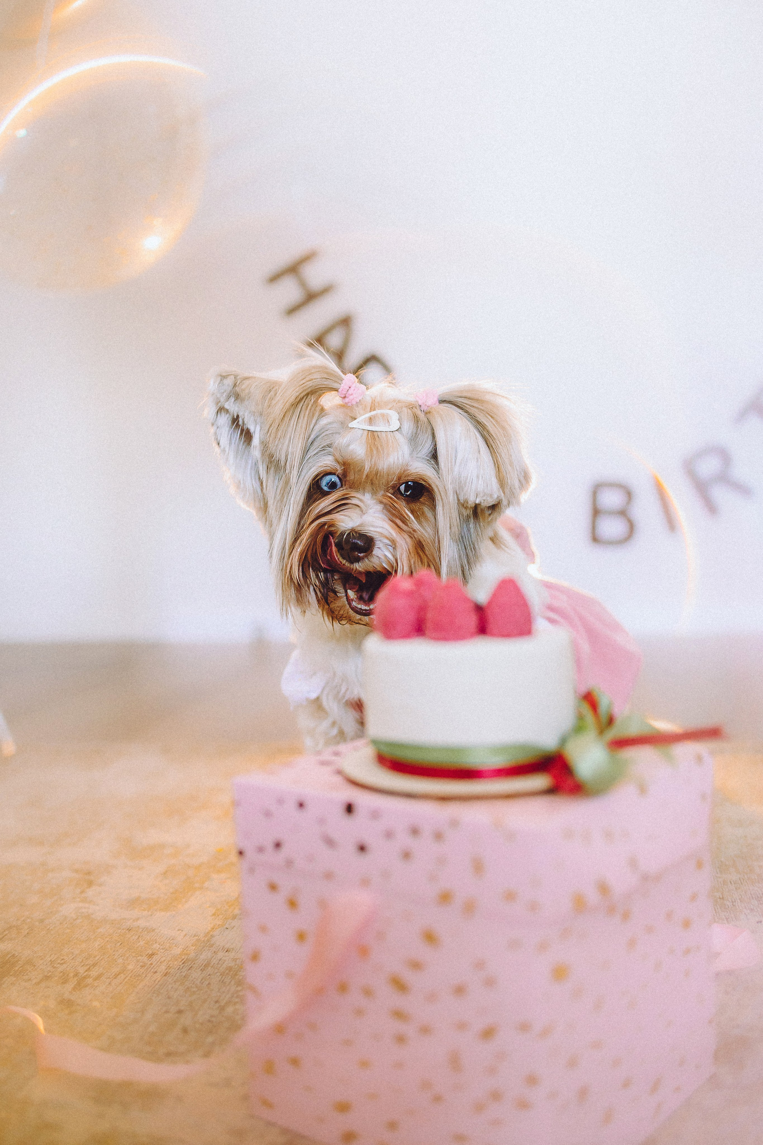 День Рождения Шу