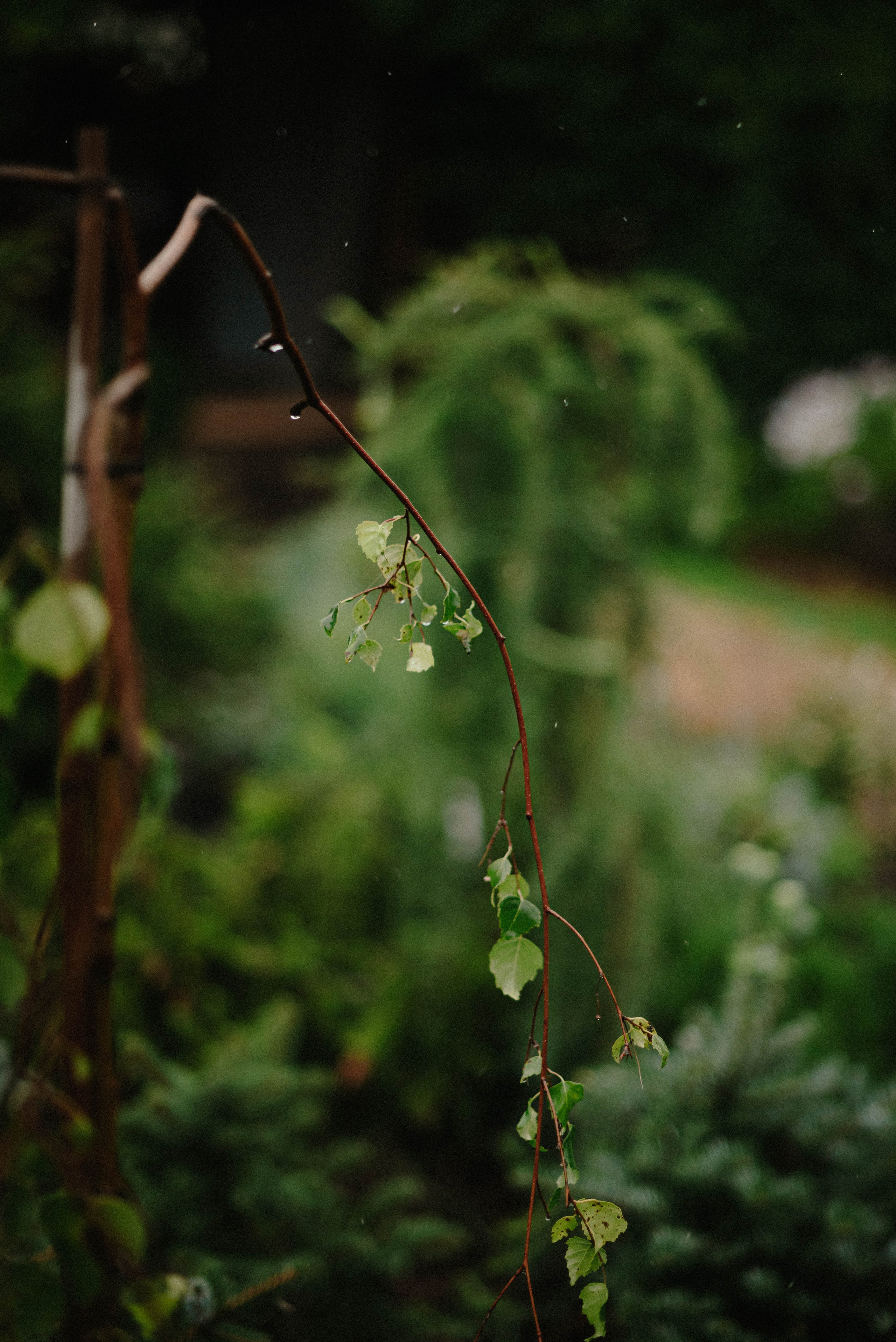 Лесное царство Оксаны. Свадебный и семейный фотограф в Новосибирске, Санкт-Петербурге, Москве