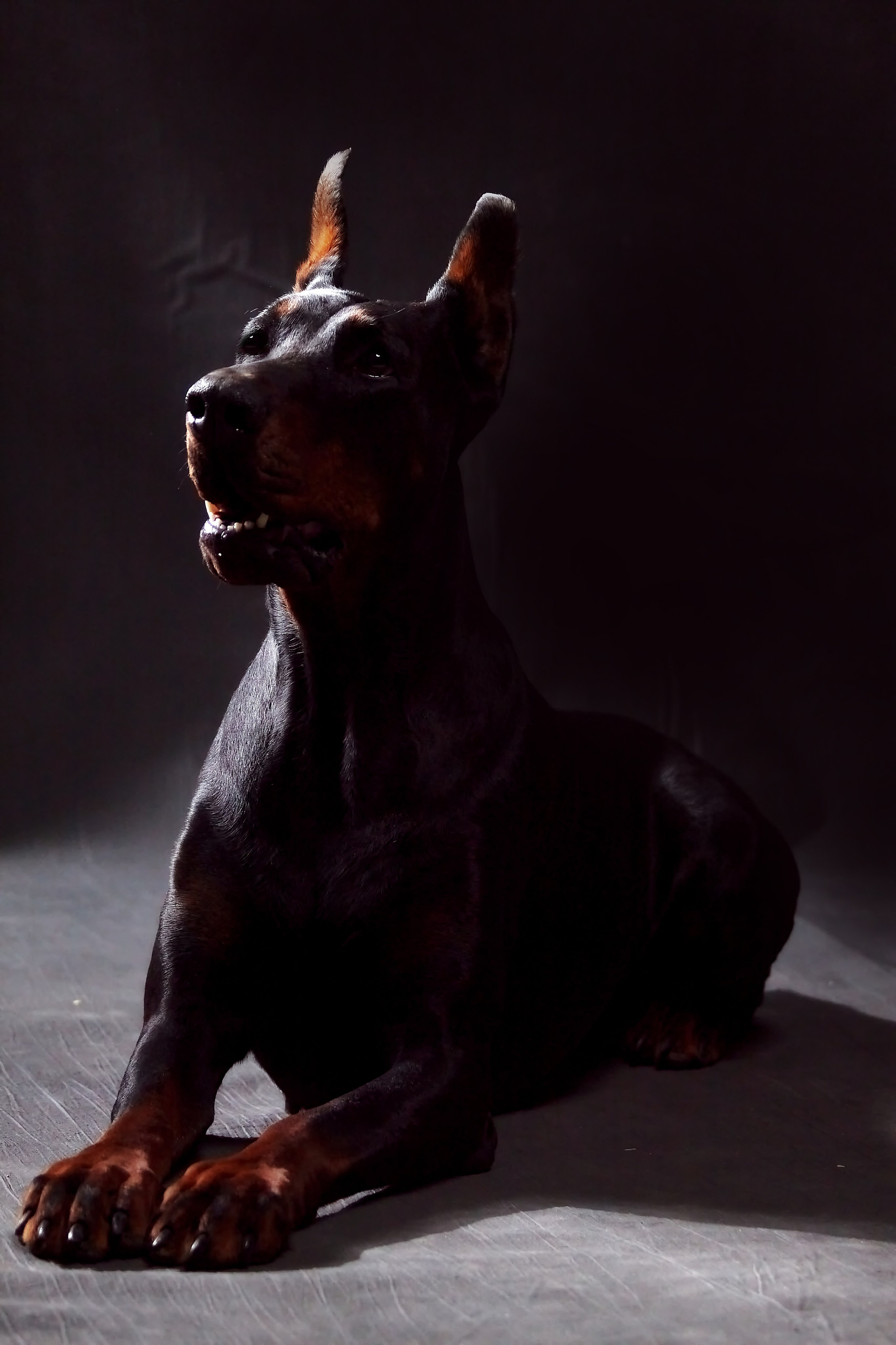 Фотосессия с животными. Фотограф анималист — Тула, Москва