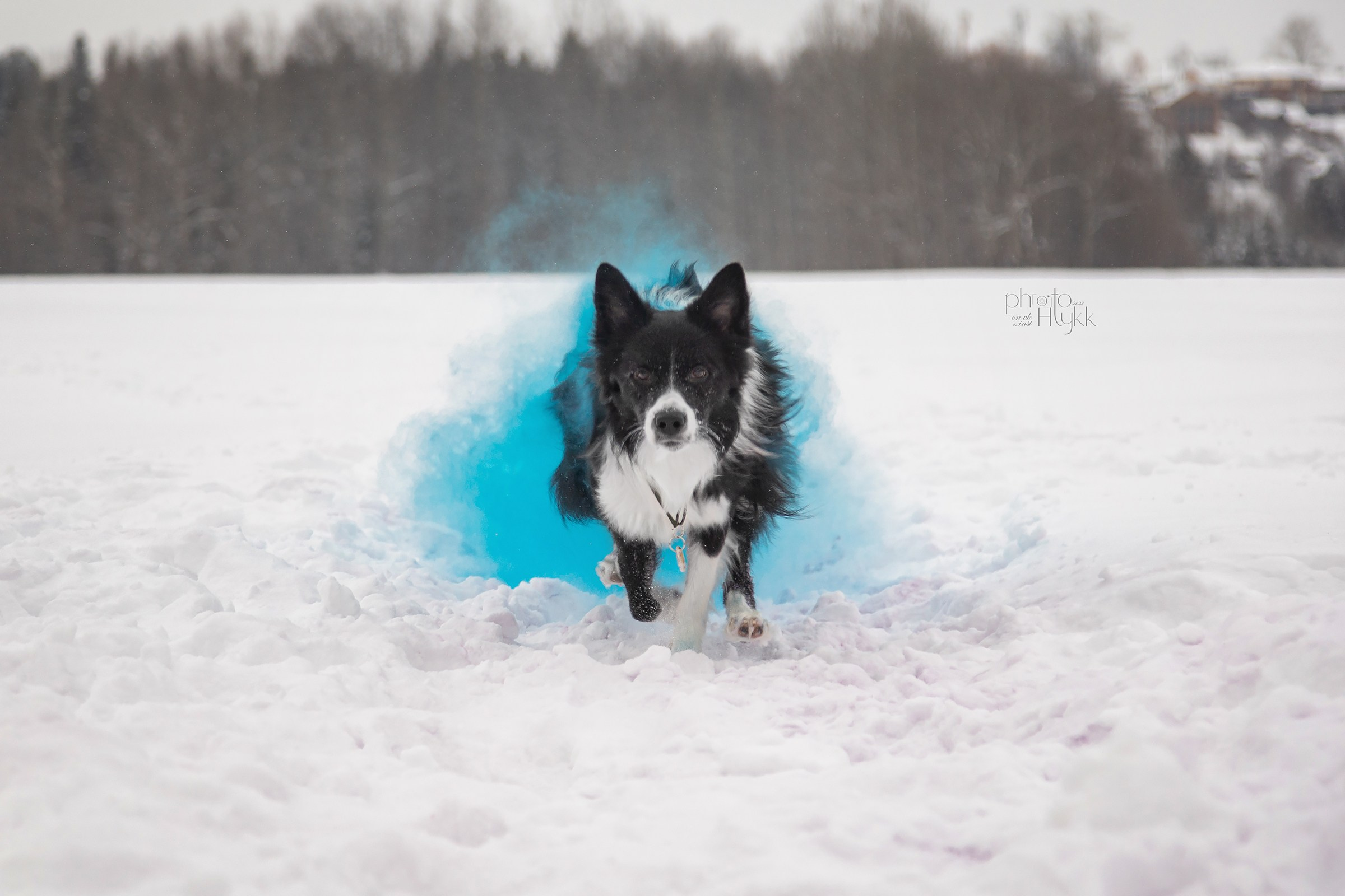 Бордер-колли Найт. Htykk_photo